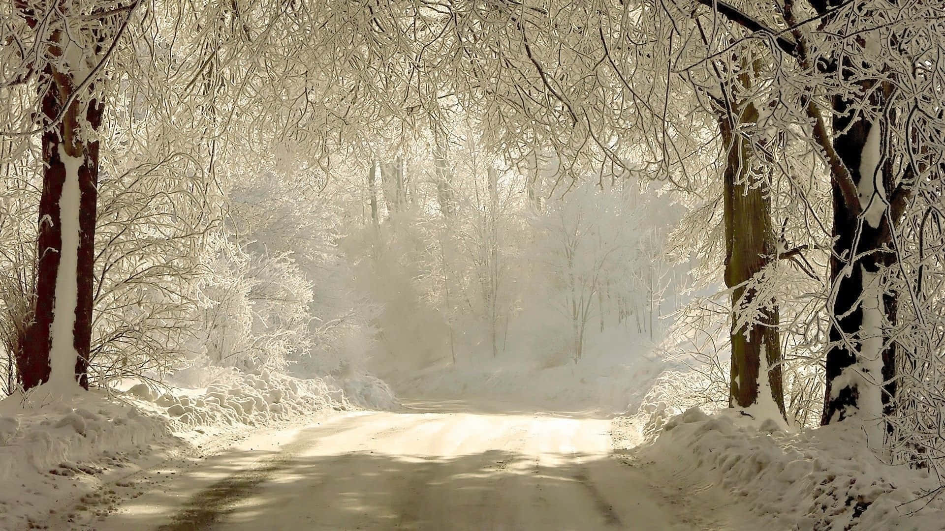 Winter Solstice, snowy forest path, frost-covered trees, Full HD Desktop Wallpaper