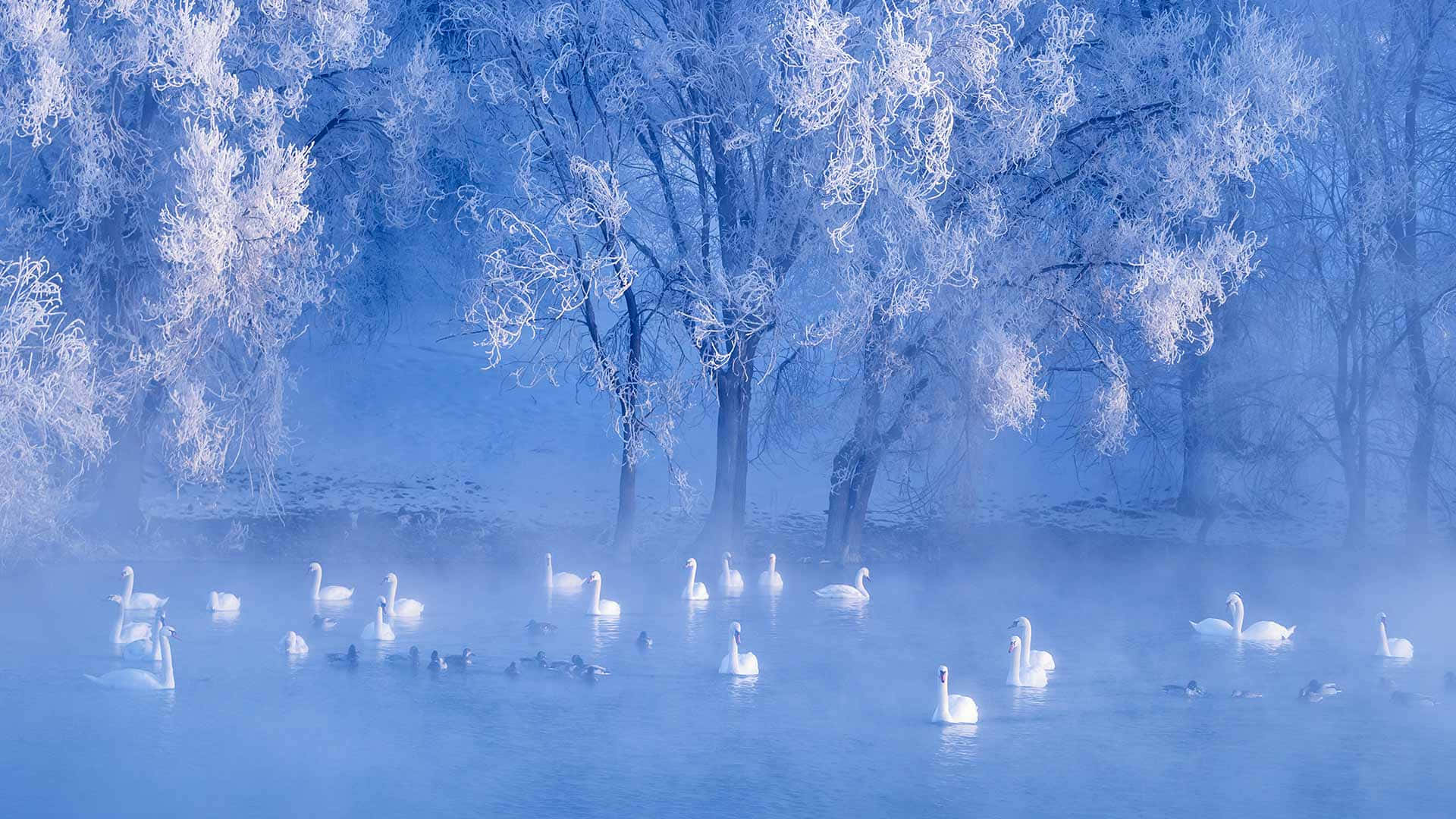 Winter Solstice, white swans, misty blue water, Full HD Desktop Wallpaper