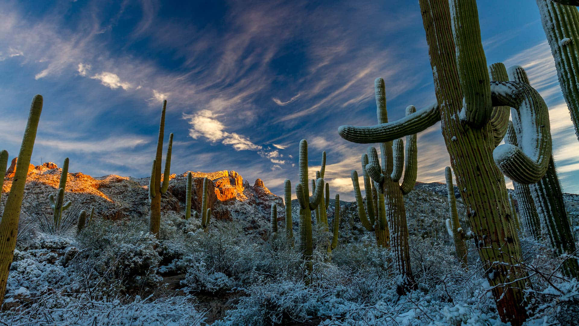Winter Solstice, saguaro cacti, desert shrubs, Full HD Desktop Wallpaper