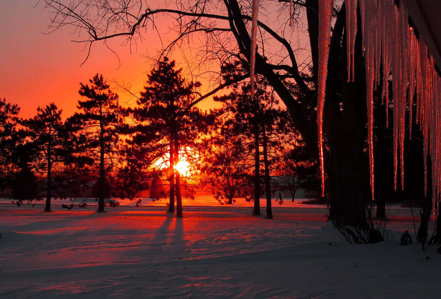 Winter Sunset, snowy forest, fiery orange, HD Desktop Wallpaper