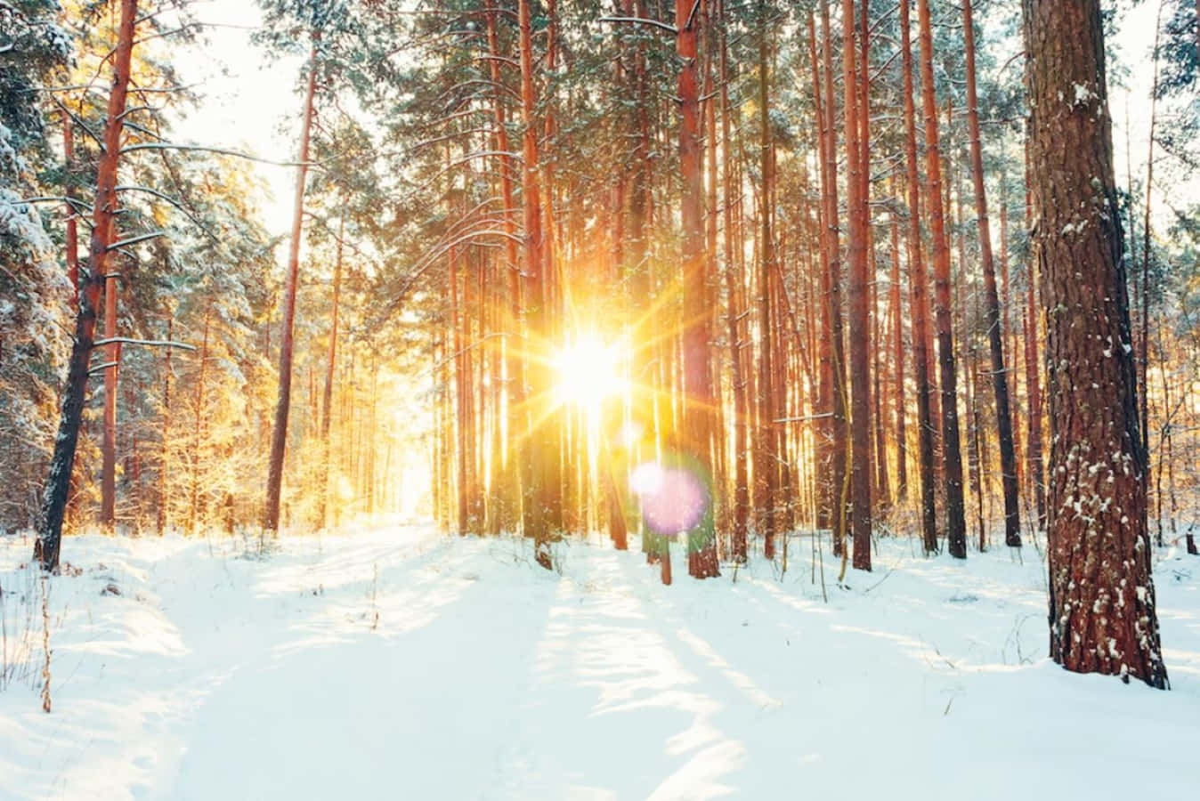 Winter Solstice, pine trees, golden rays, HD Desktop Wallpaper