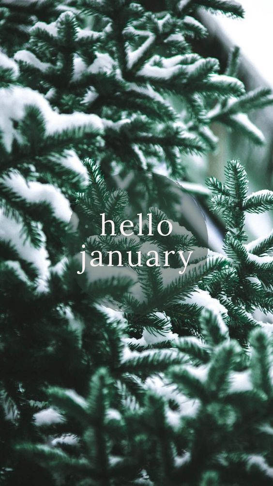Hello January, snowy leaves, evergreen branches, SD Phone Wallpaper
