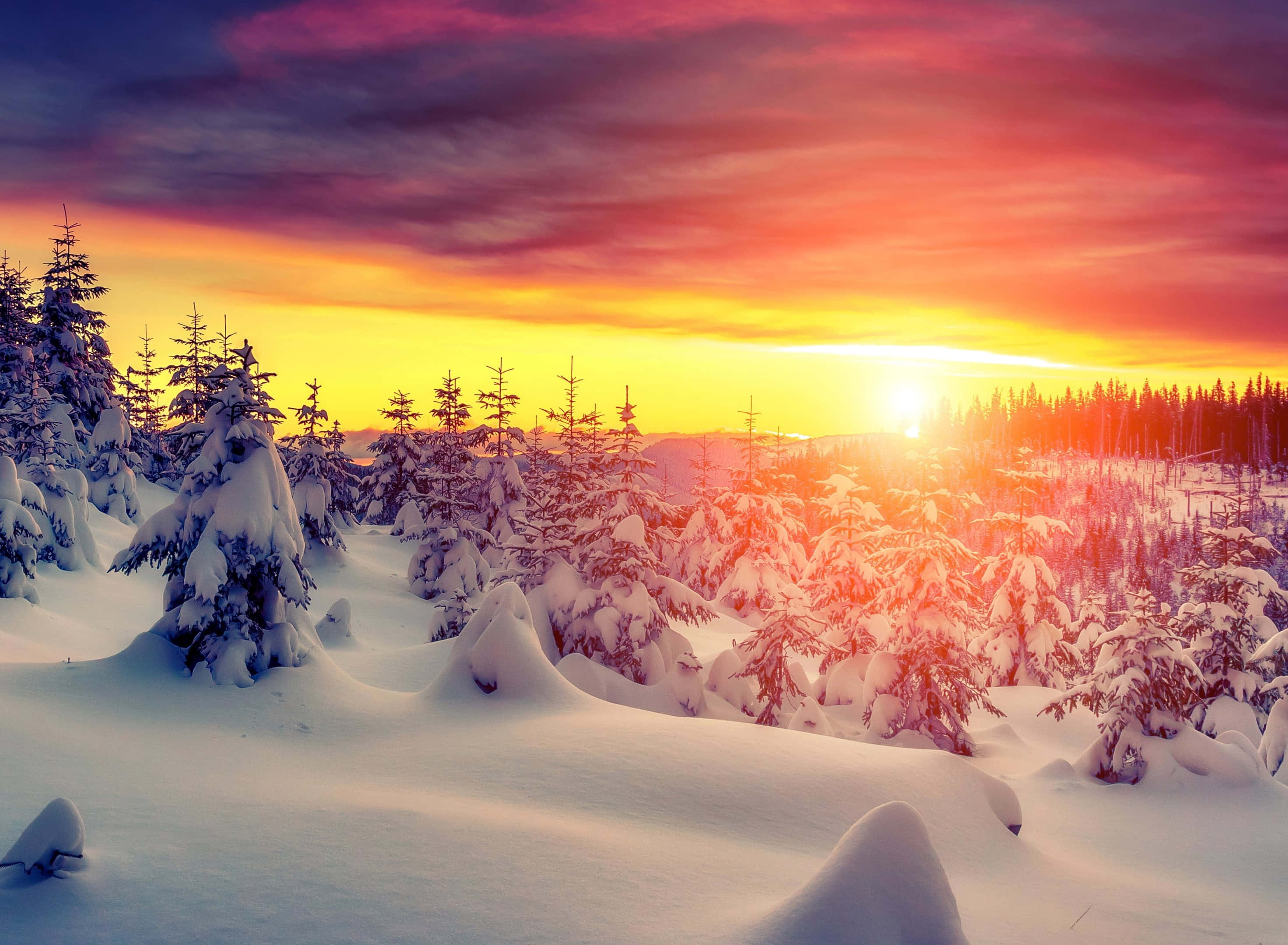 Winter Sun, snowy pine forest, fiery orange and purple hues, 2K Desktop Wallpaper