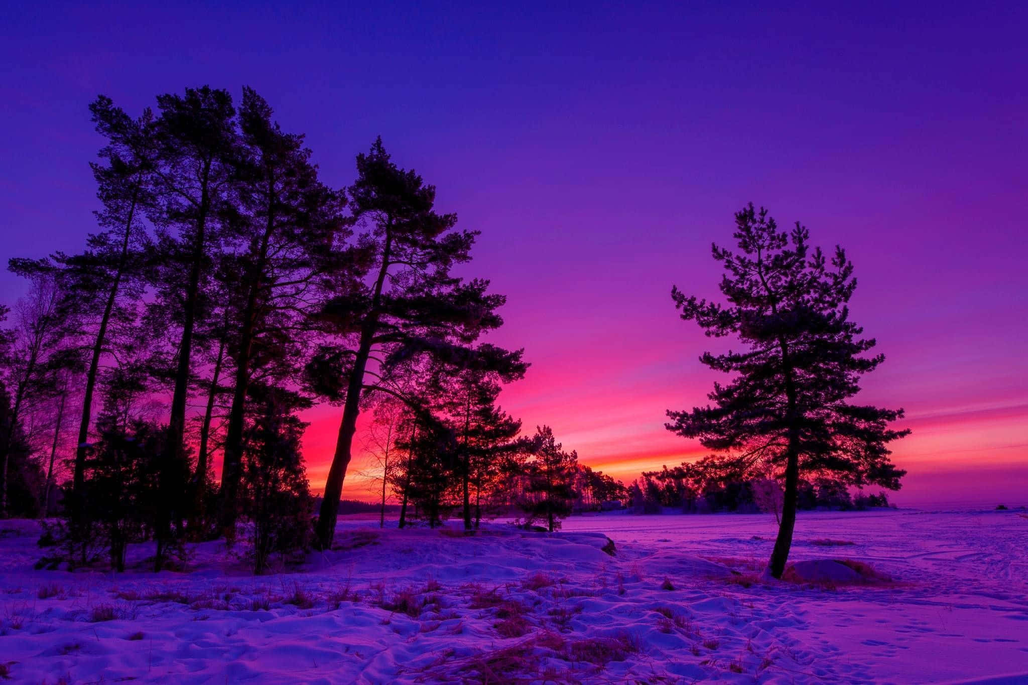 Winter Sun, golden winter sun, vibrant purple and pink winter sunset, Full HD Desktop Wallpaper
