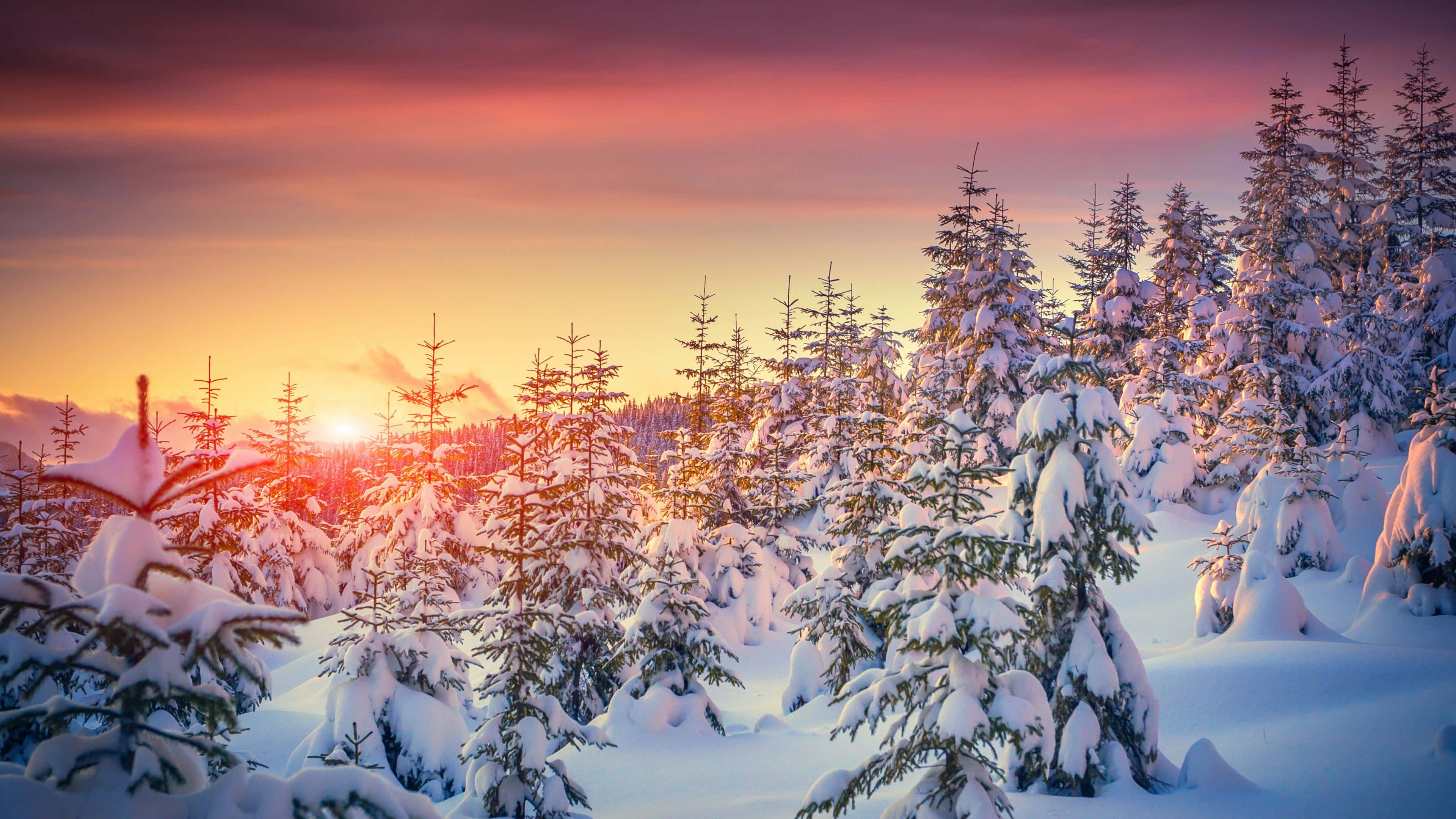 Winter Sun, snow-laden pine trees, fiery sunset sky, 4K Desktop Wallpaper