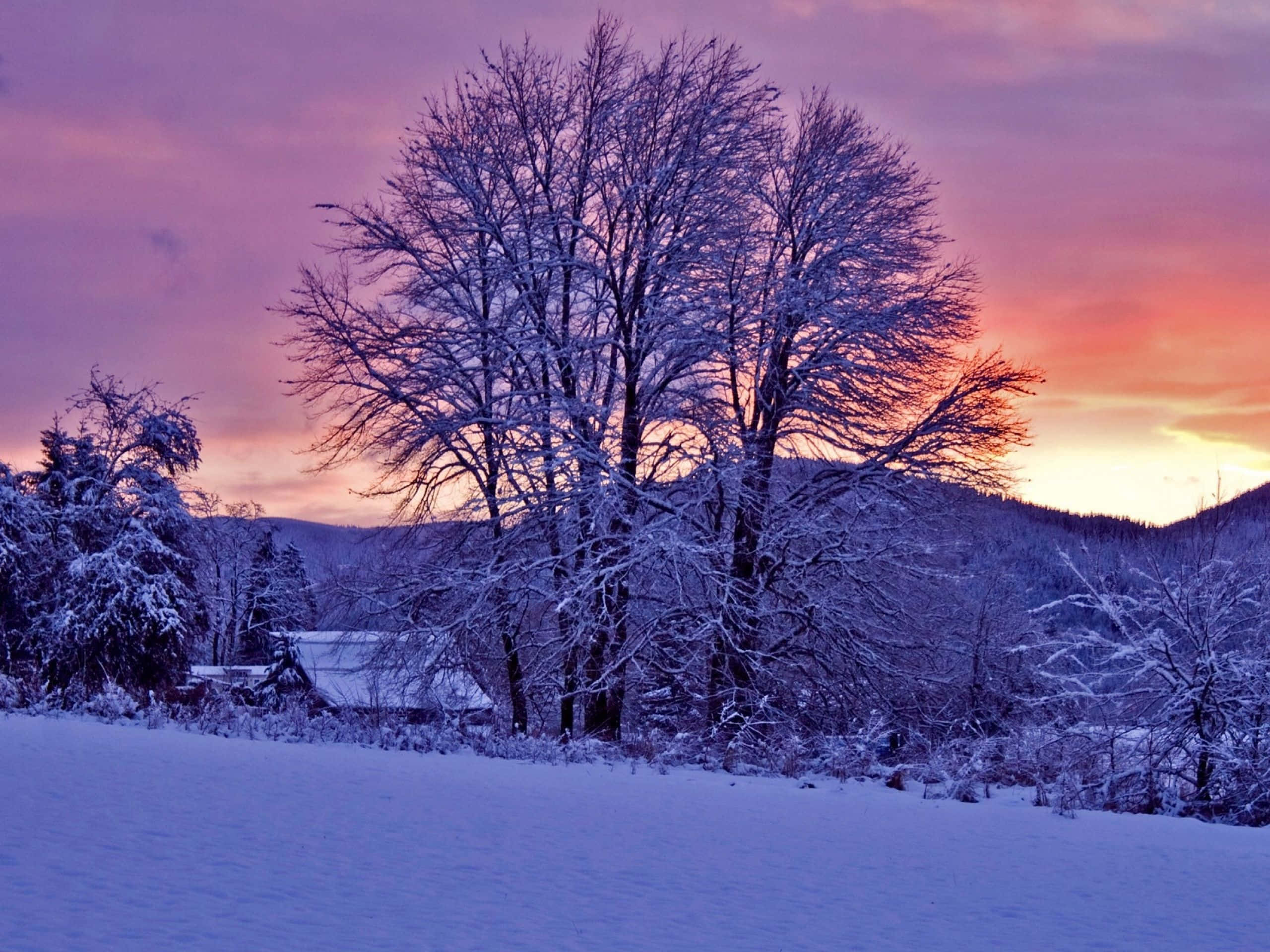 Winter Sun, vibrant purple and orange twilight sky, snow blankets bare trees, 2K Desktop Wallpaper