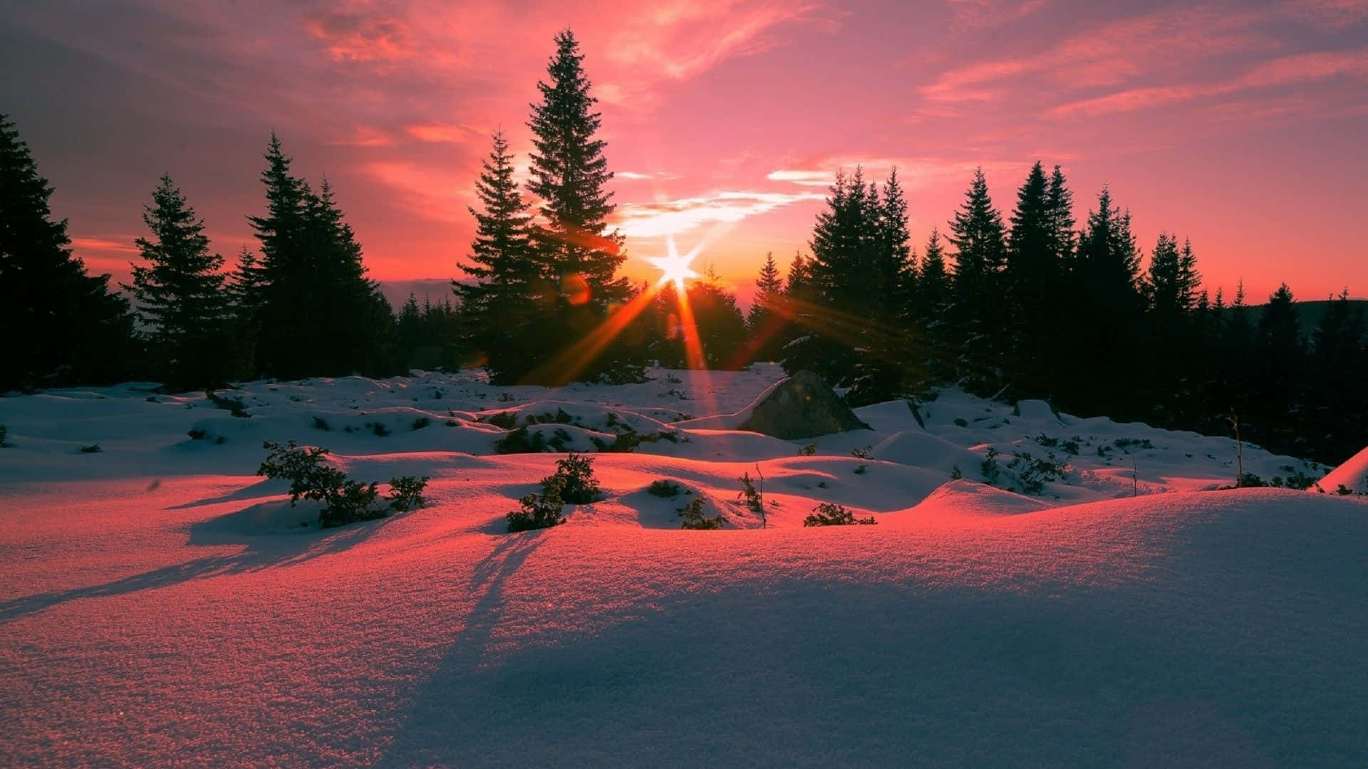 Winter Sun, snowy forest, fiery pink and orange hues, Full HD Desktop Wallpaper