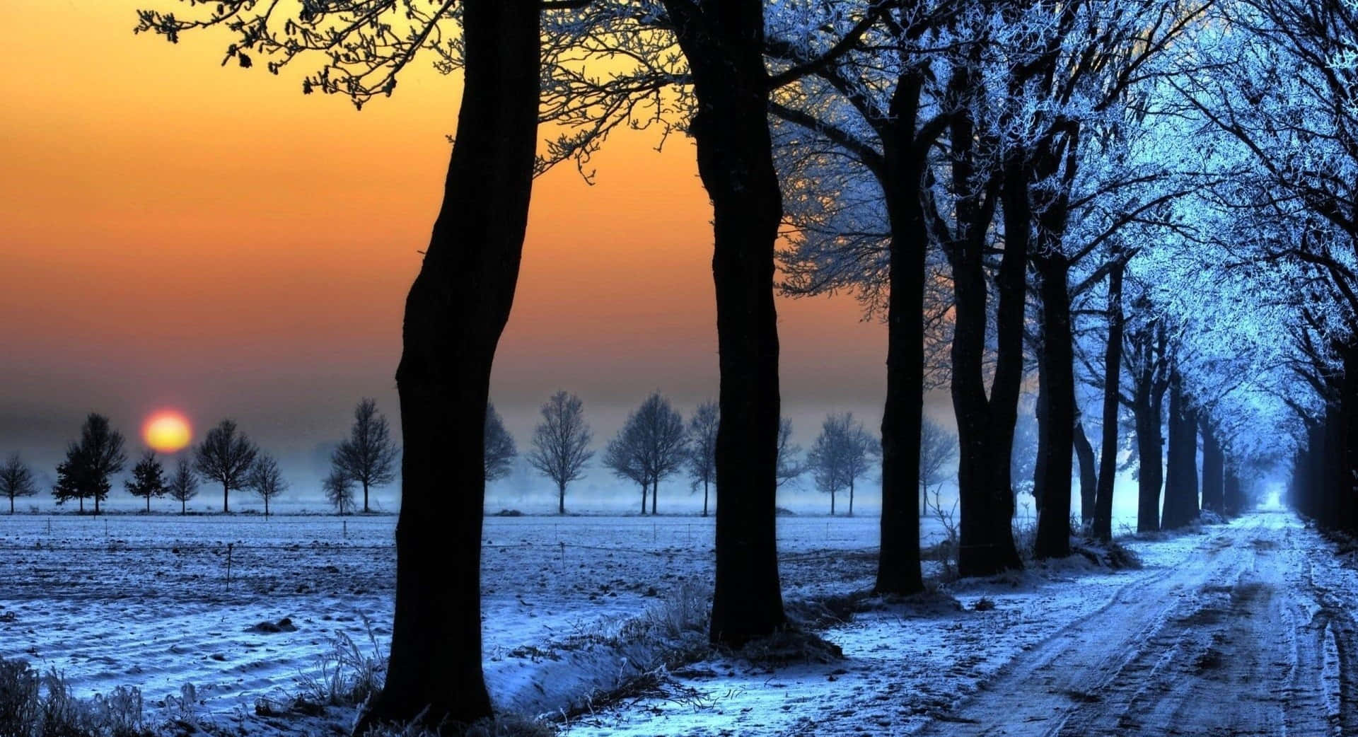 Winter Sun, snowy landscape, frost-covered trees, Full HD Desktop Wallpaper