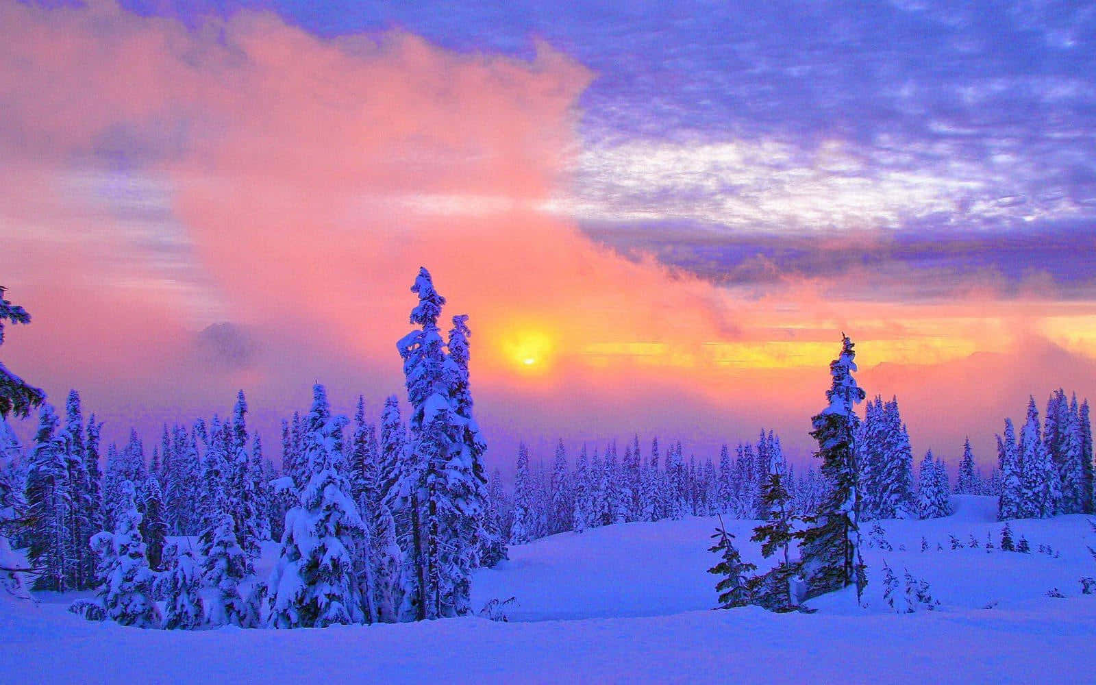 Winter Sun, snow-covered pine trees, vibrant sunset sky, HD Desktop Wallpaper