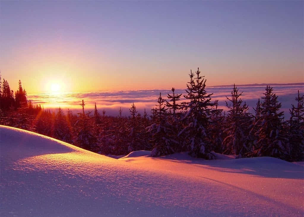 Winter Sun, sunrise, snow-covered pine trees, SD Desktop Wallpaper