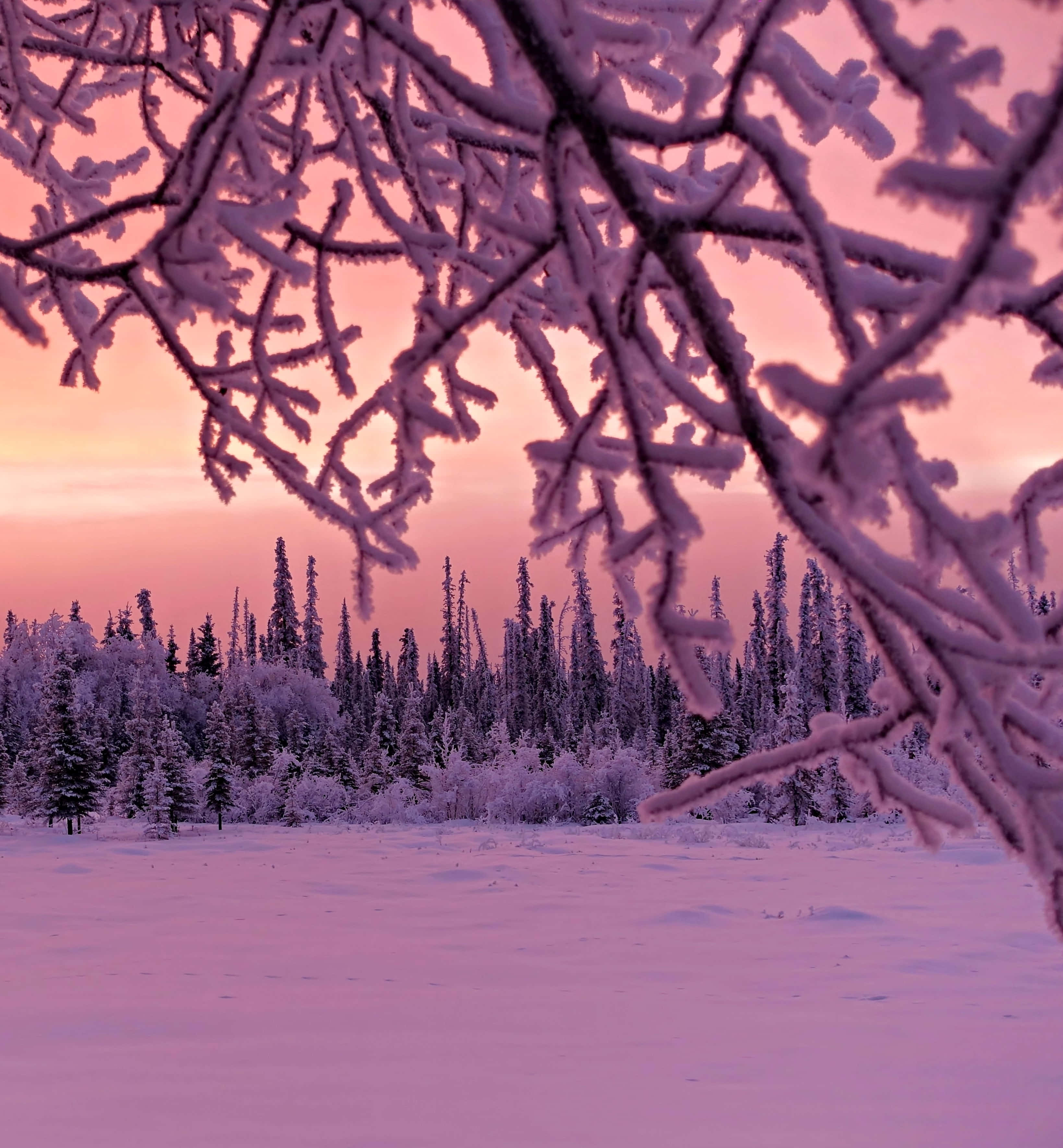 Winter Sun, snow-covered trees, serene winter forest, 2K Phone Wallpaper