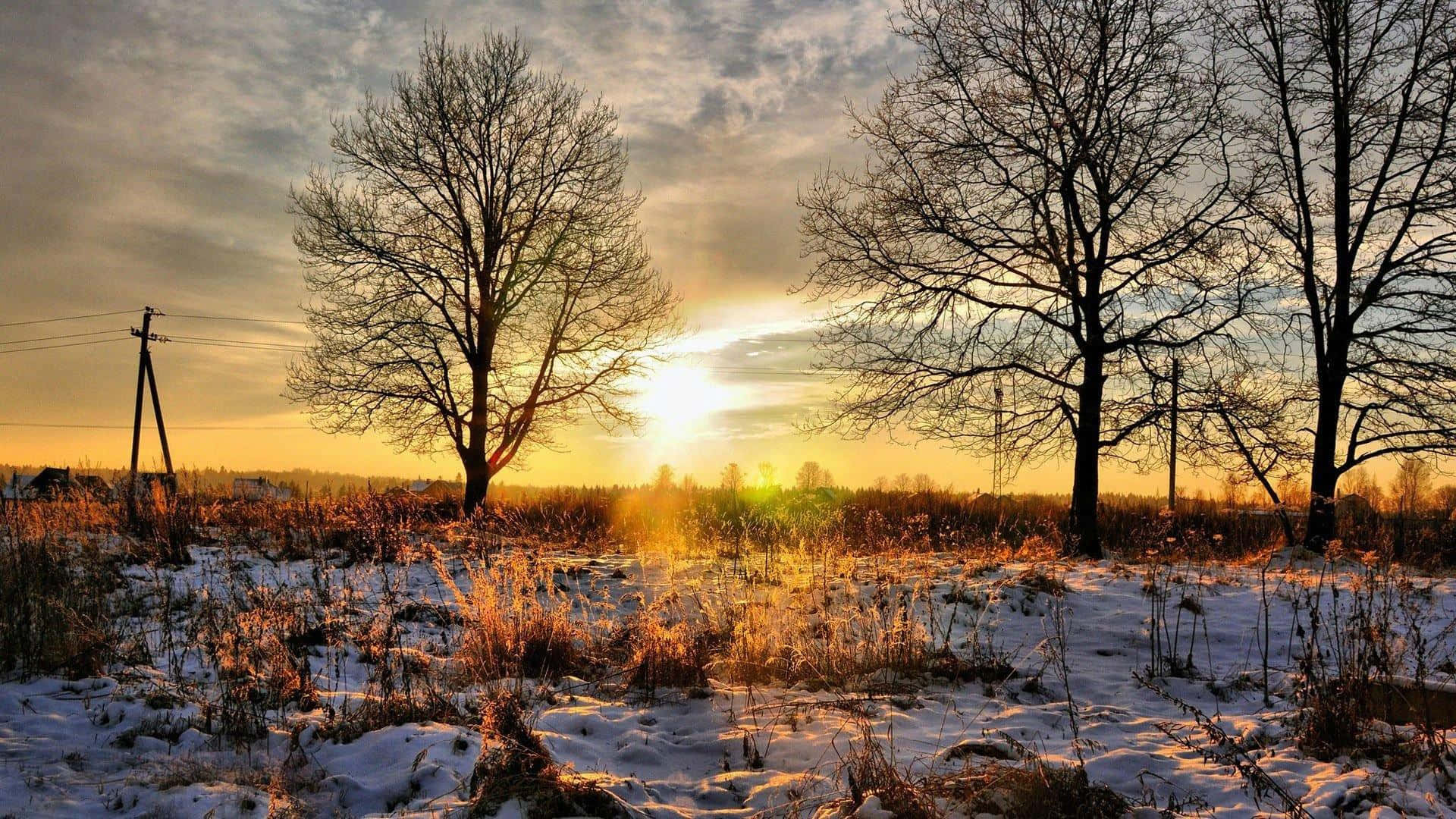 Winter Sun, Sunset, bare trees, Full HD Desktop Wallpaper