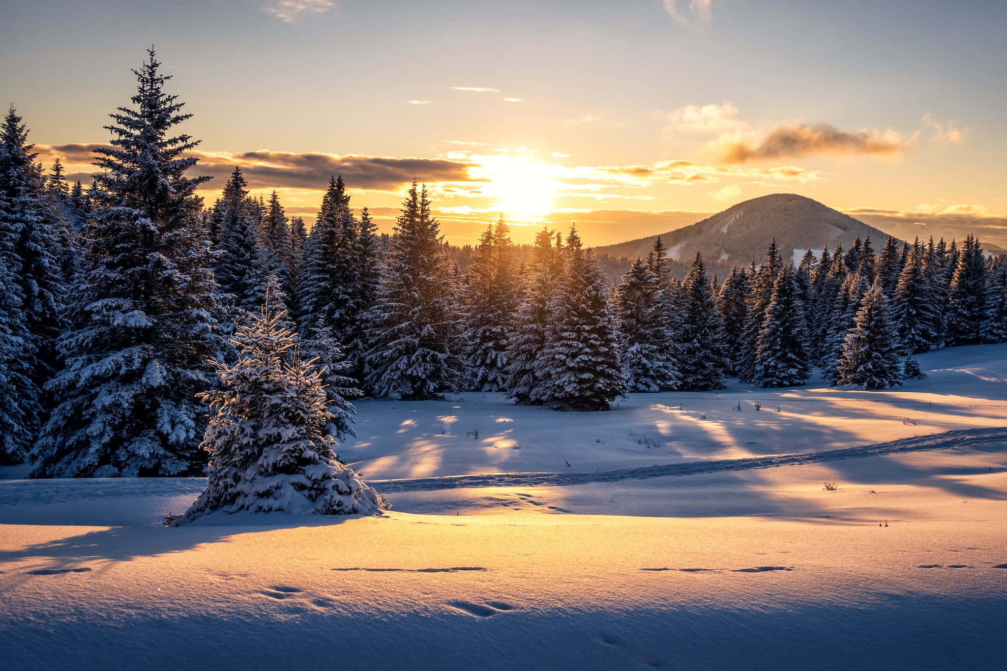 Winter Sun, sunset, snow-covered pine trees, Full HD Desktop Wallpaper