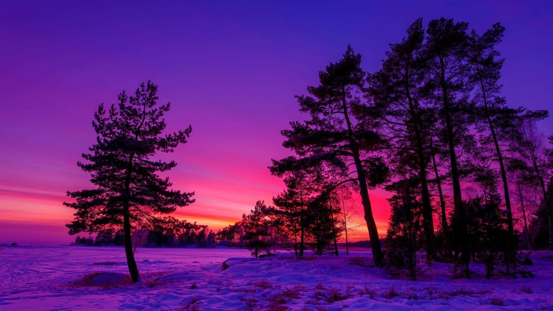 Winter Sun, purple, pink, Full HD Desktop Wallpaper