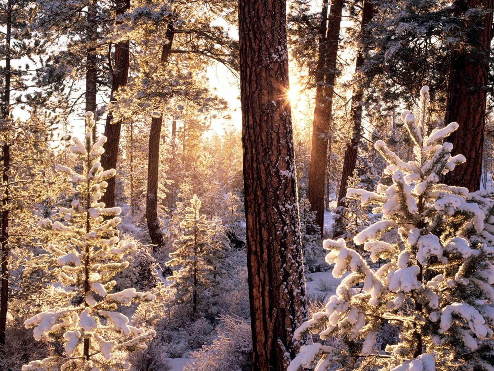 golden hour, snow-laden pine trees, winter forest, HD Desktop Wallpaper