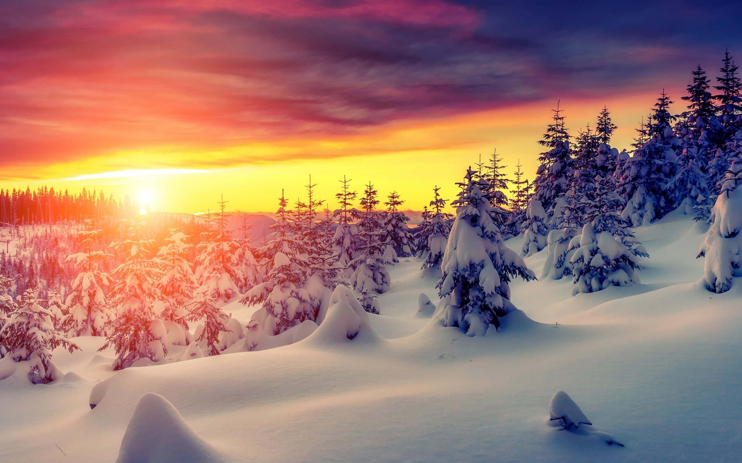 Winter Sun, snow-covered trees, sunset, 2K Desktop Wallpaper
