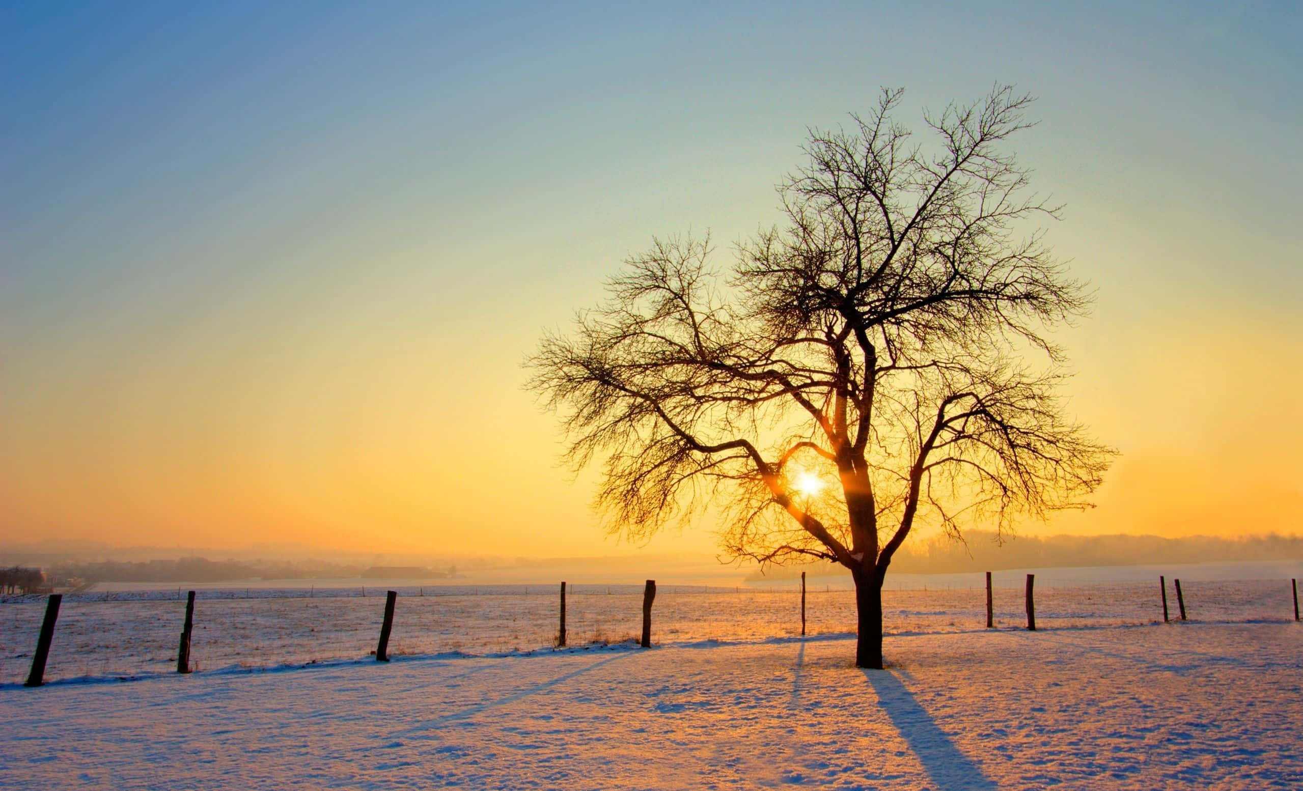 Winter Sunset, snowy field, bare tree, Full HD Desktop Wallpaper