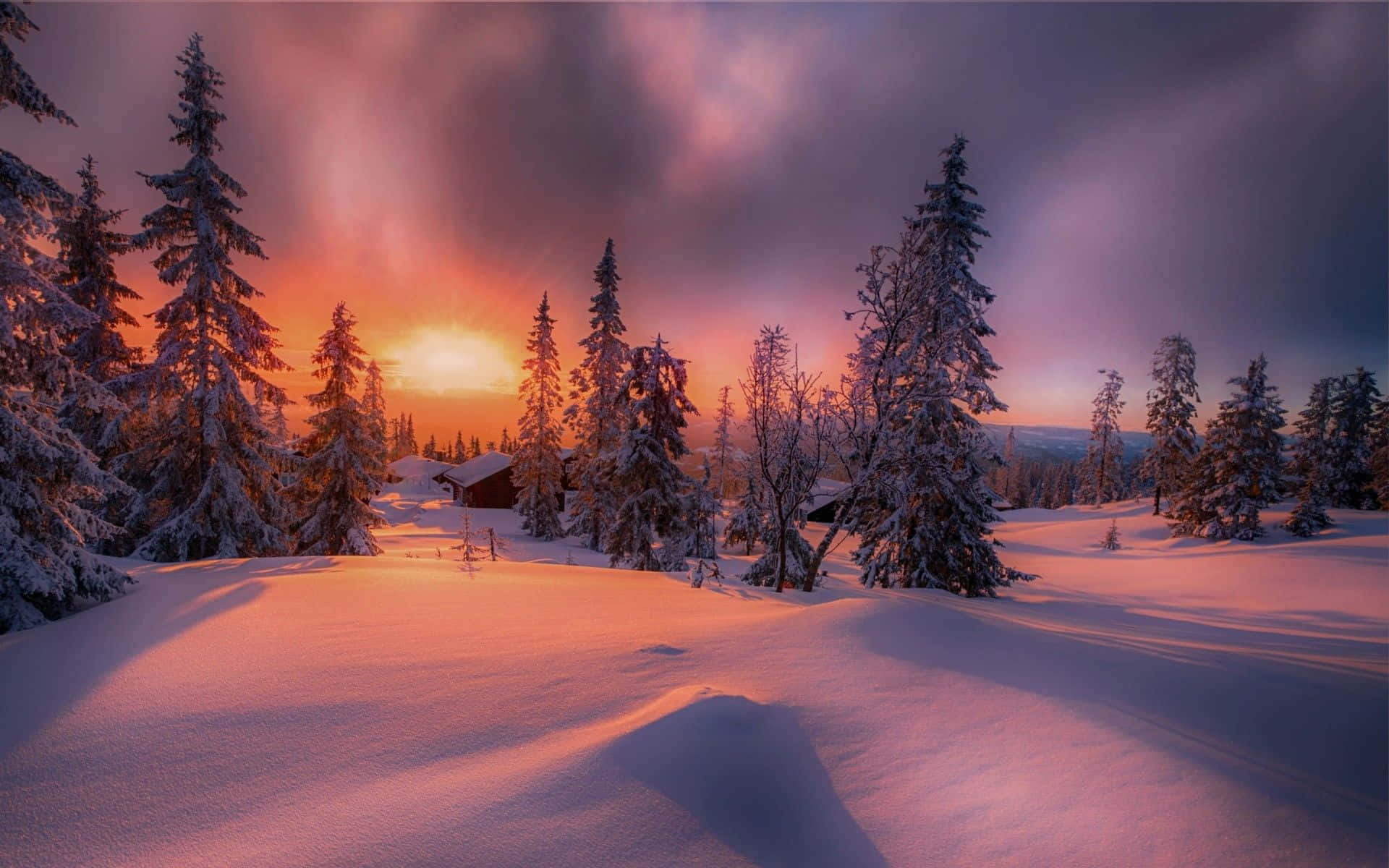 Winter Sunset, snowy pine forest, warm sunset glow, Full HD Desktop Wallpaper