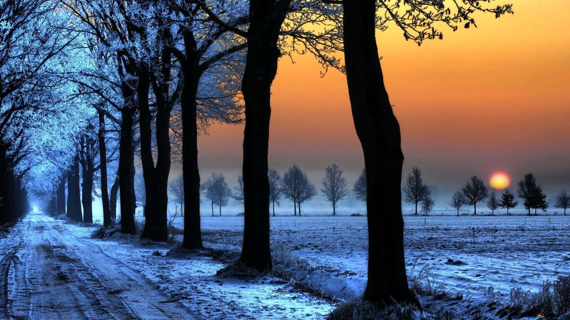Winter Sun, snowy forest, fiery orange sun, Full HD Desktop Wallpaper