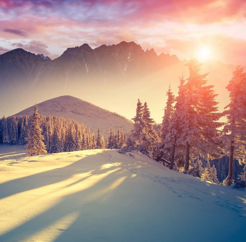 Winter Sunset, snow-covered pine trees, mountains, SD Desktop Wallpaper