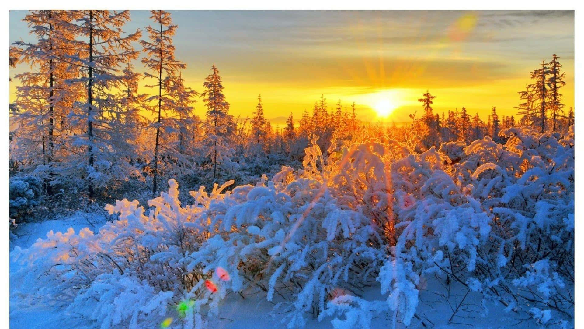 Winter Sun, snow-covered pine trees, snow-covered bushes, Full HD Desktop Wallpaper