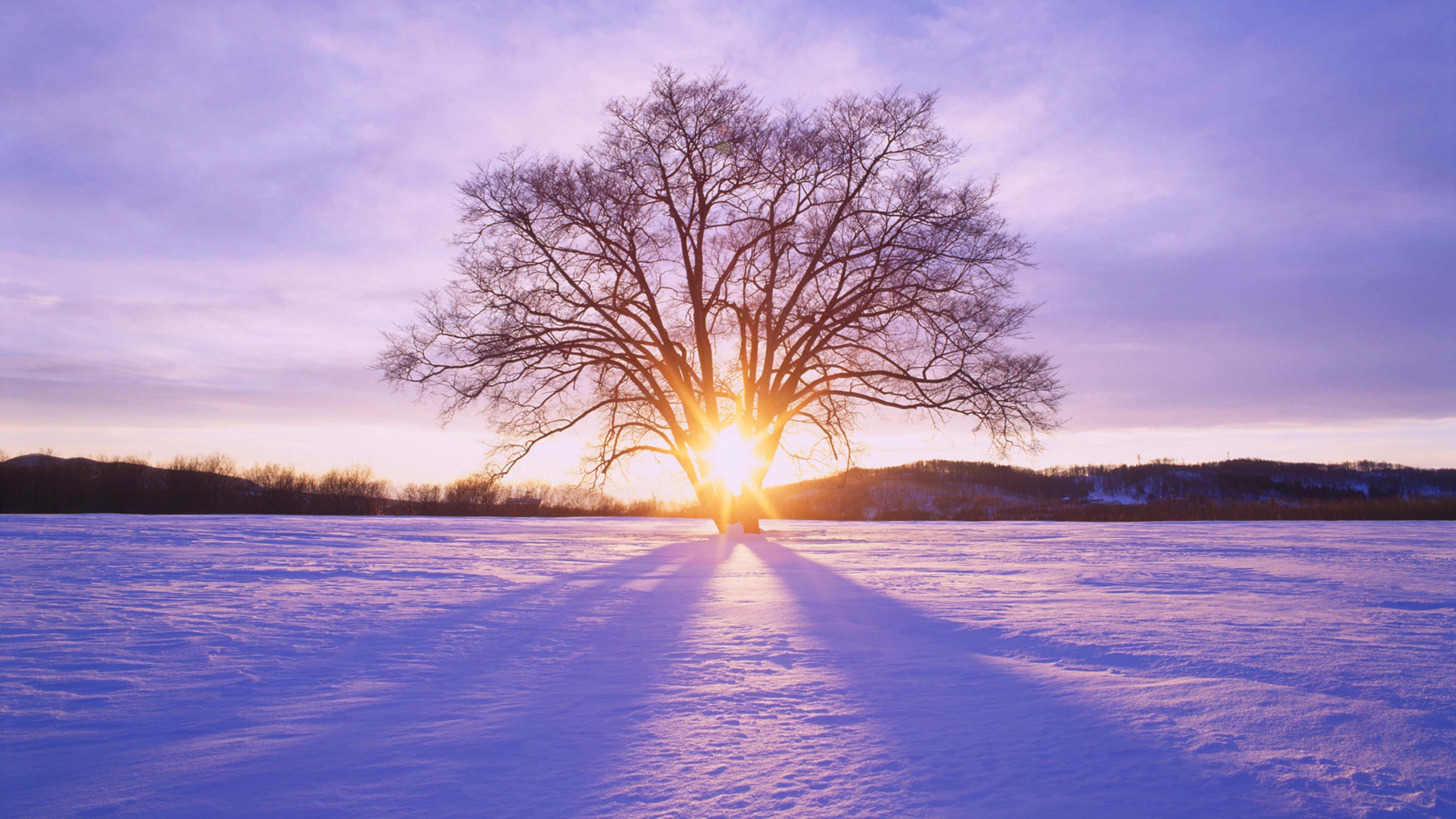 Winter Sunset, snowy field, bare tree, 4K Desktop Wallpaper