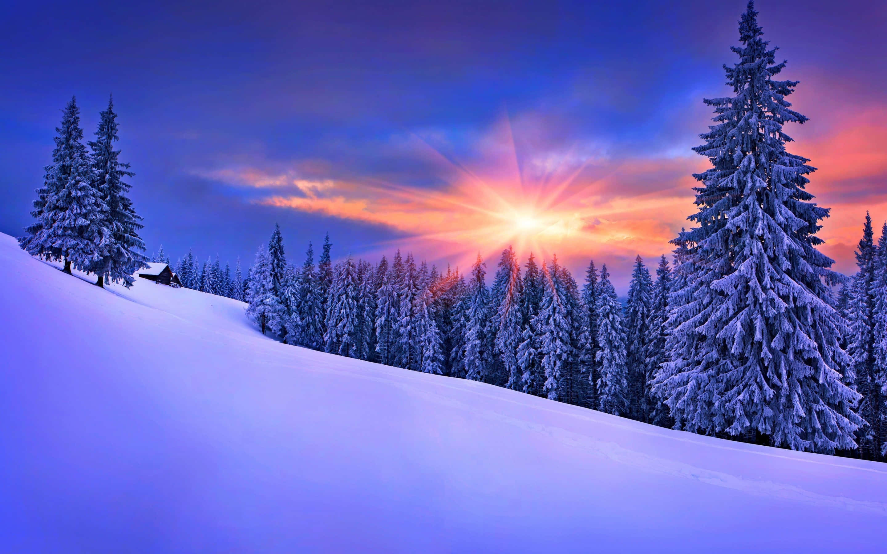 Winter Sun, snowy pine forest, twilight, 2K Desktop Wallpaper
