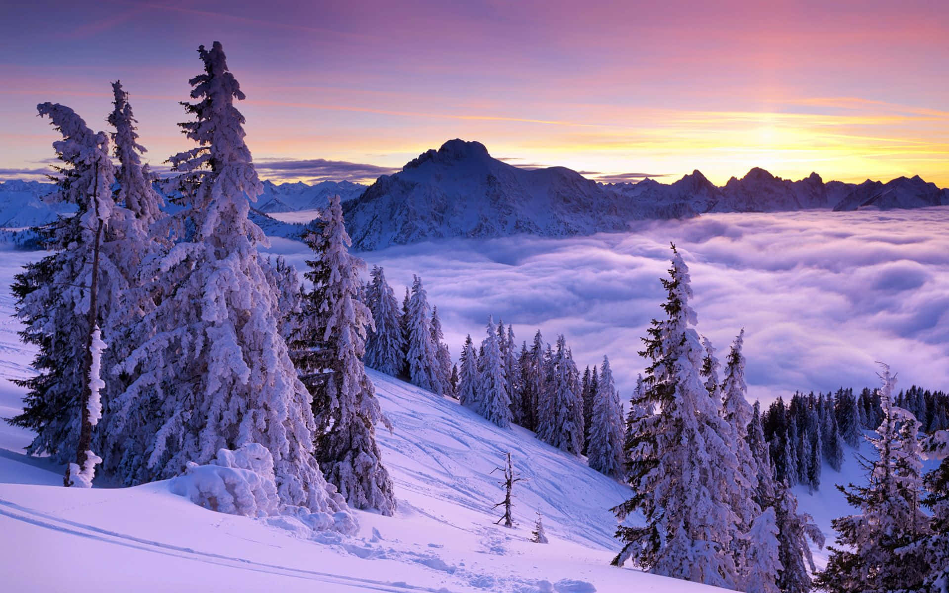 Winter Sunset, snow-covered pine trees, mountain ridge, Full HD Desktop Wallpaper