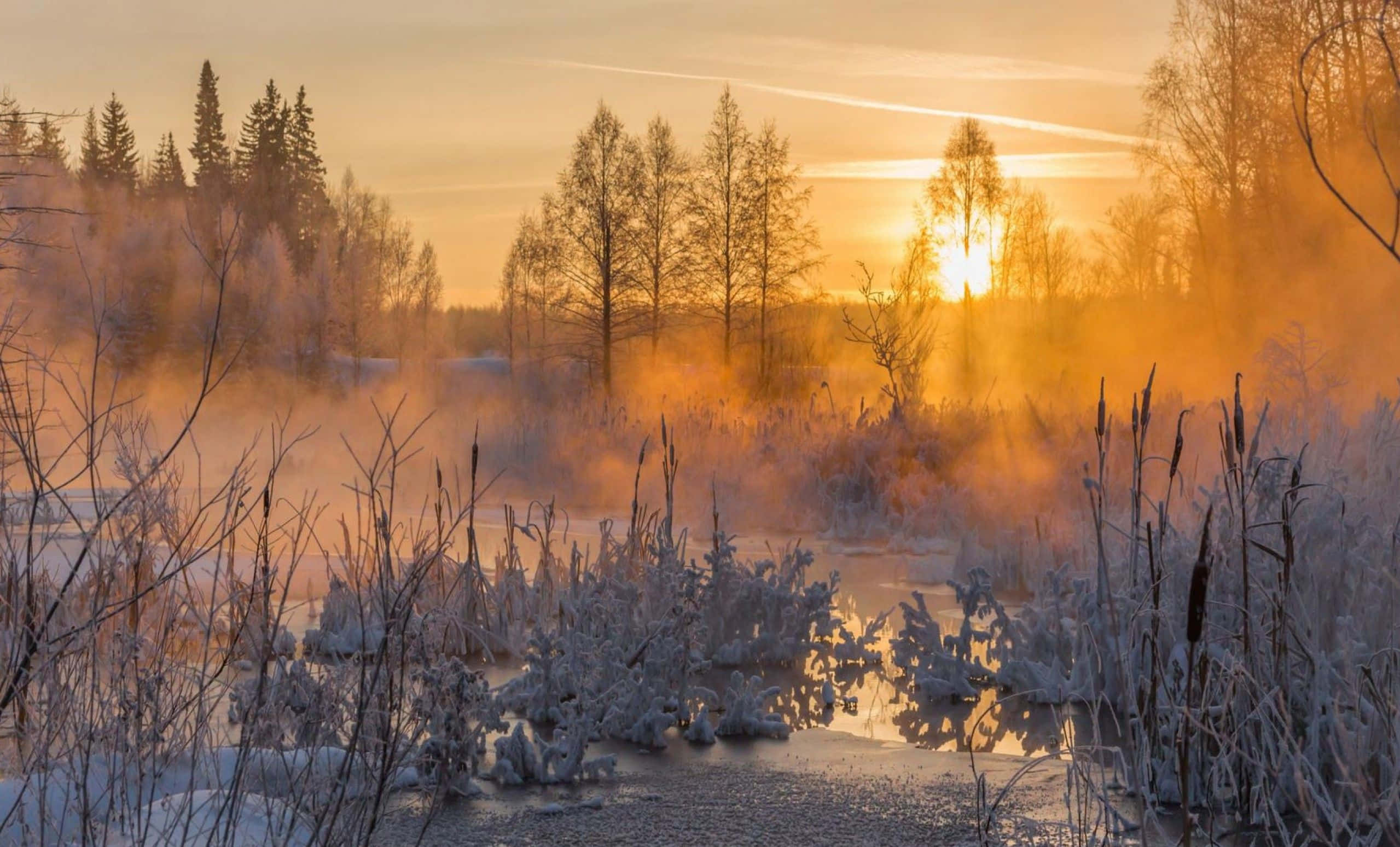Winter Sunset, golden sunrise, frosty trees, Full HD Desktop Wallpaper