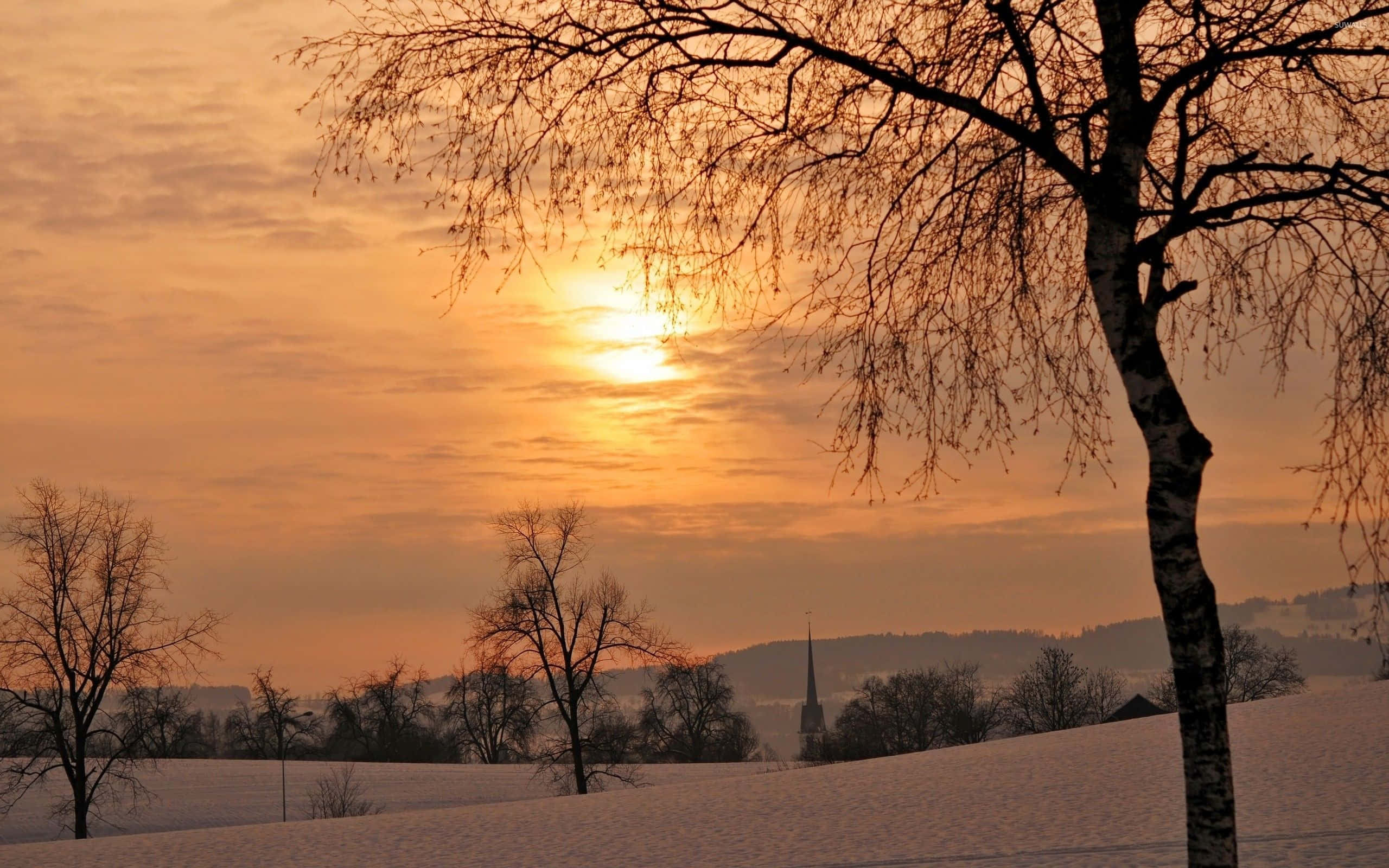 Winter Sunset, snow-covered fields, lone birch tree, 2K Desktop Wallpaper