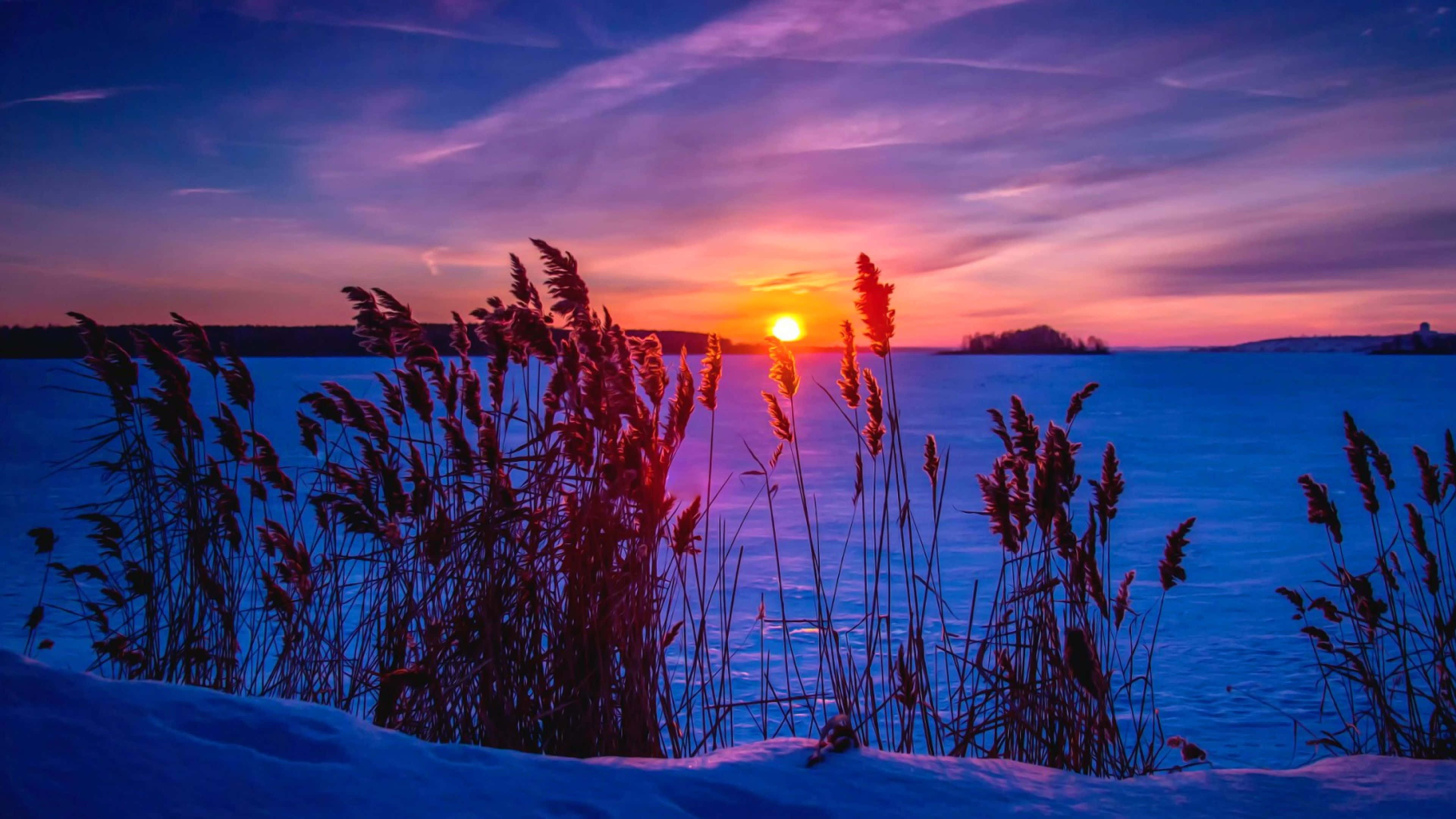 Winter Sunset, frozen lake, snow-dusted reeds, 4K Desktop Wallpaper