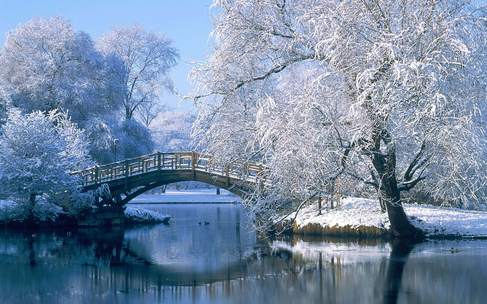 Winter Trees, Snowy Winter Trees, Sunset, Full HD Desktop Wallpaper
