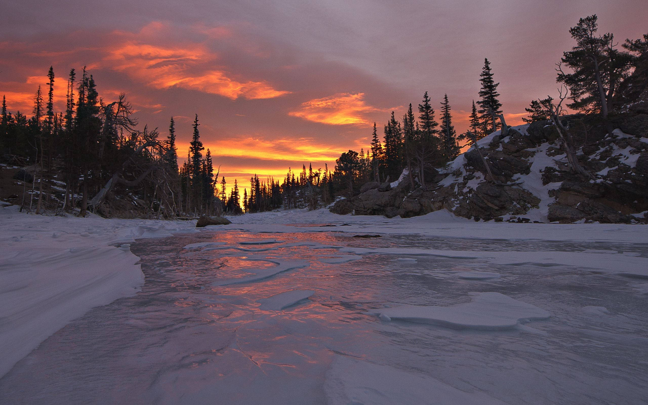 Winter Sunset, sunset, snow-dusted pine trees, 2K Desktop Wallpaper