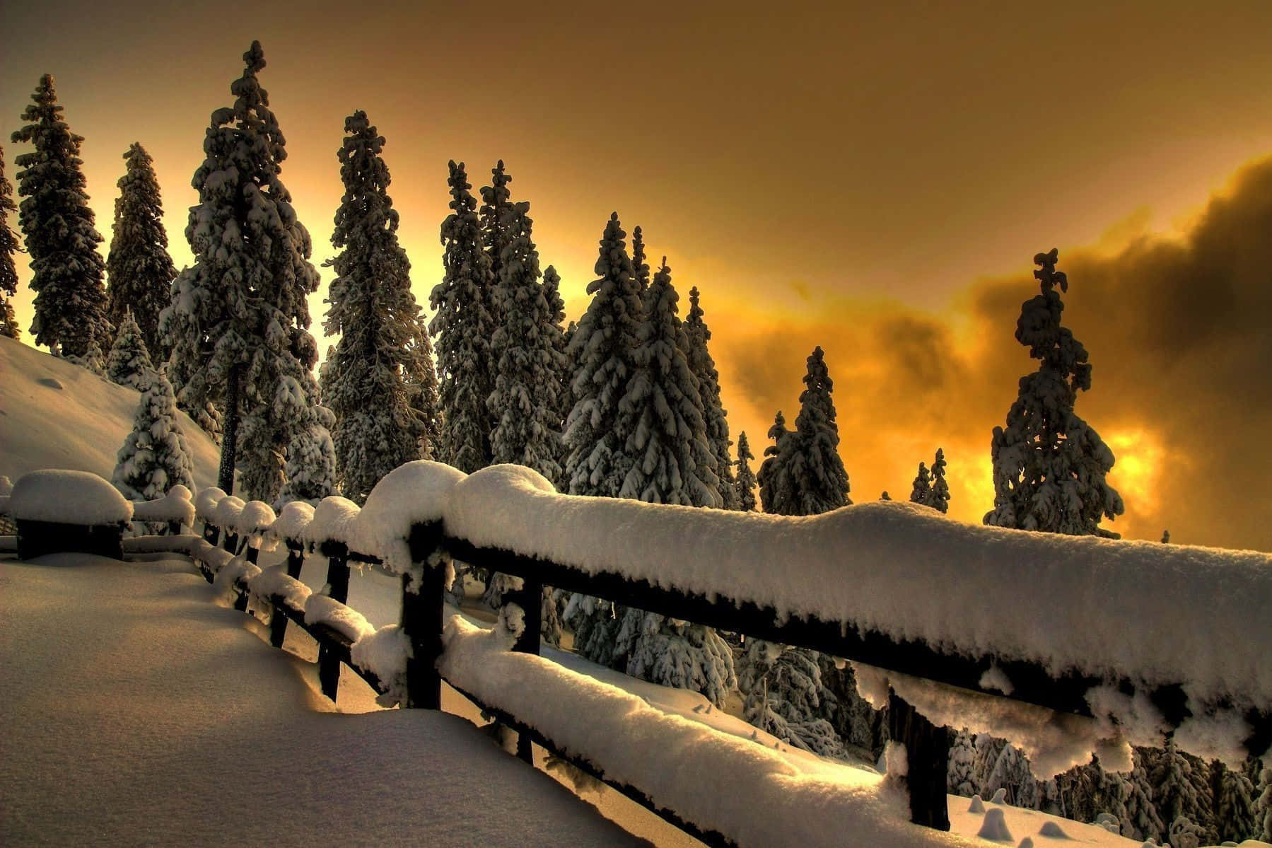Winter Sunset, golden sunset sky, snow, HD Desktop Wallpaper