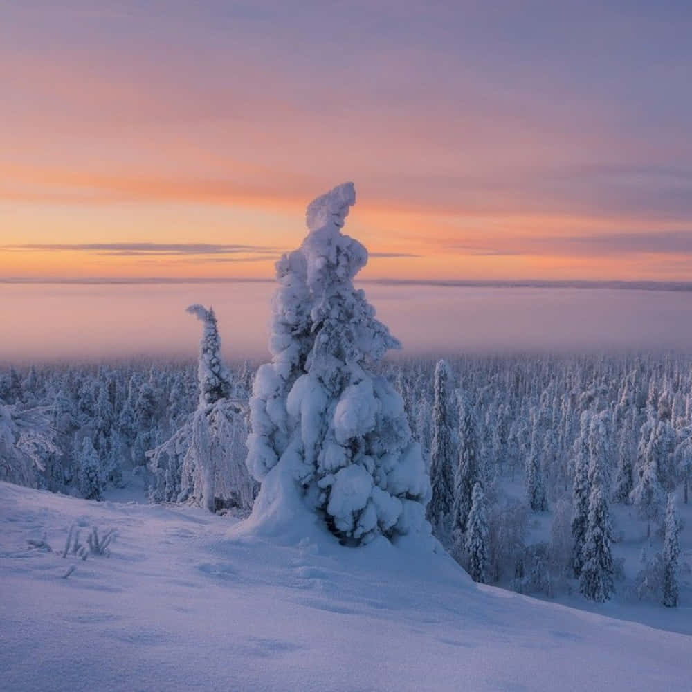 Winter Sunset, snow-laden tree, snowy ridge, SD Desktop Wallpaper