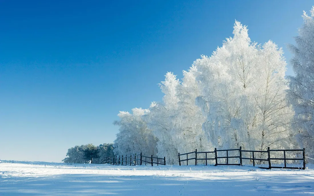 Winter Trees