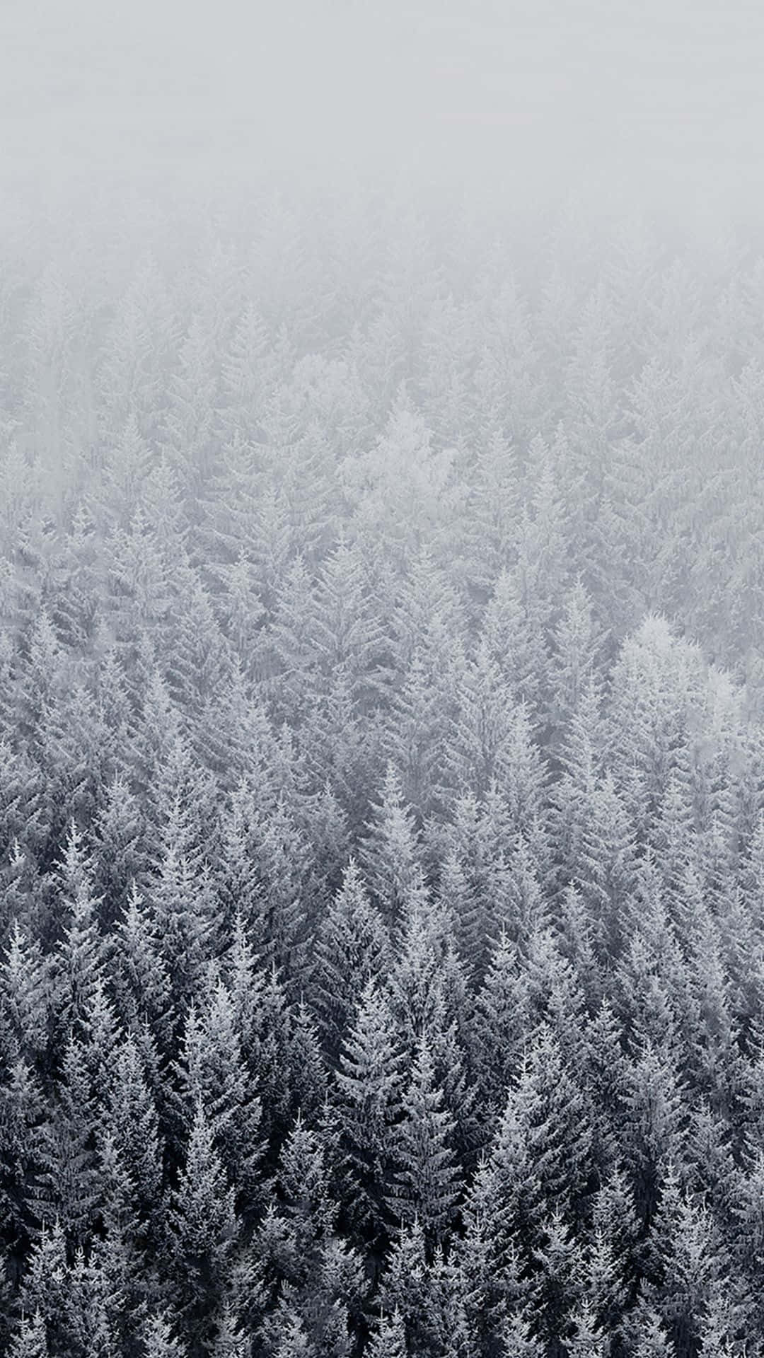 Winter Trees, snow-covered pine trees, crystal clear sky, Full HD Phone Wallpaper