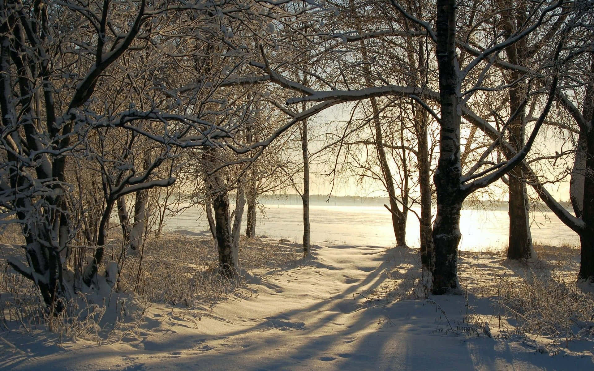 Winter Trees, snow-dusted bare trees, frozen path, Full HD Desktop Wallpaper
