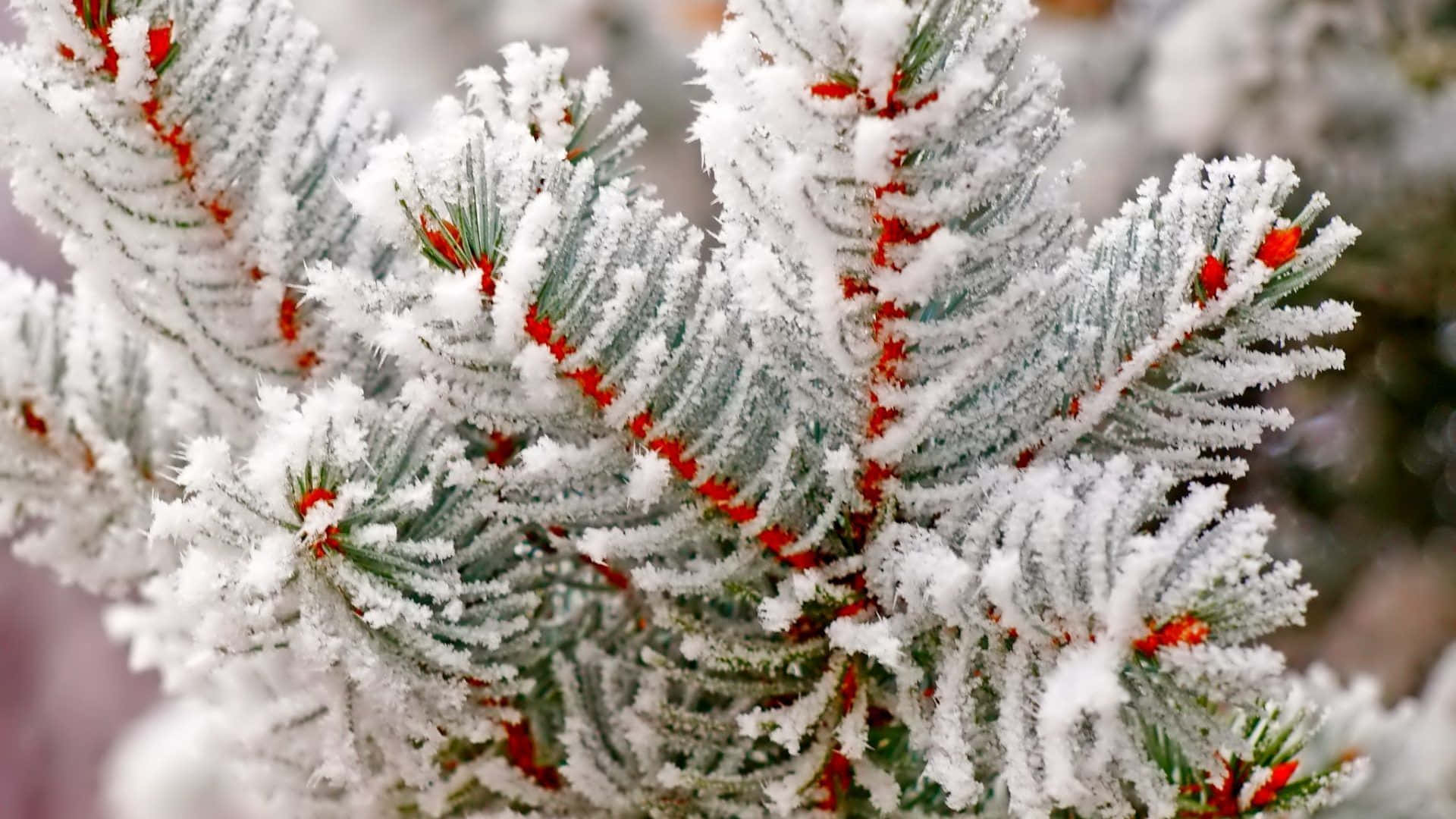 Winter Trees, frost-covered pine branches, vibrant red berries, Full HD Desktop Wallpaper