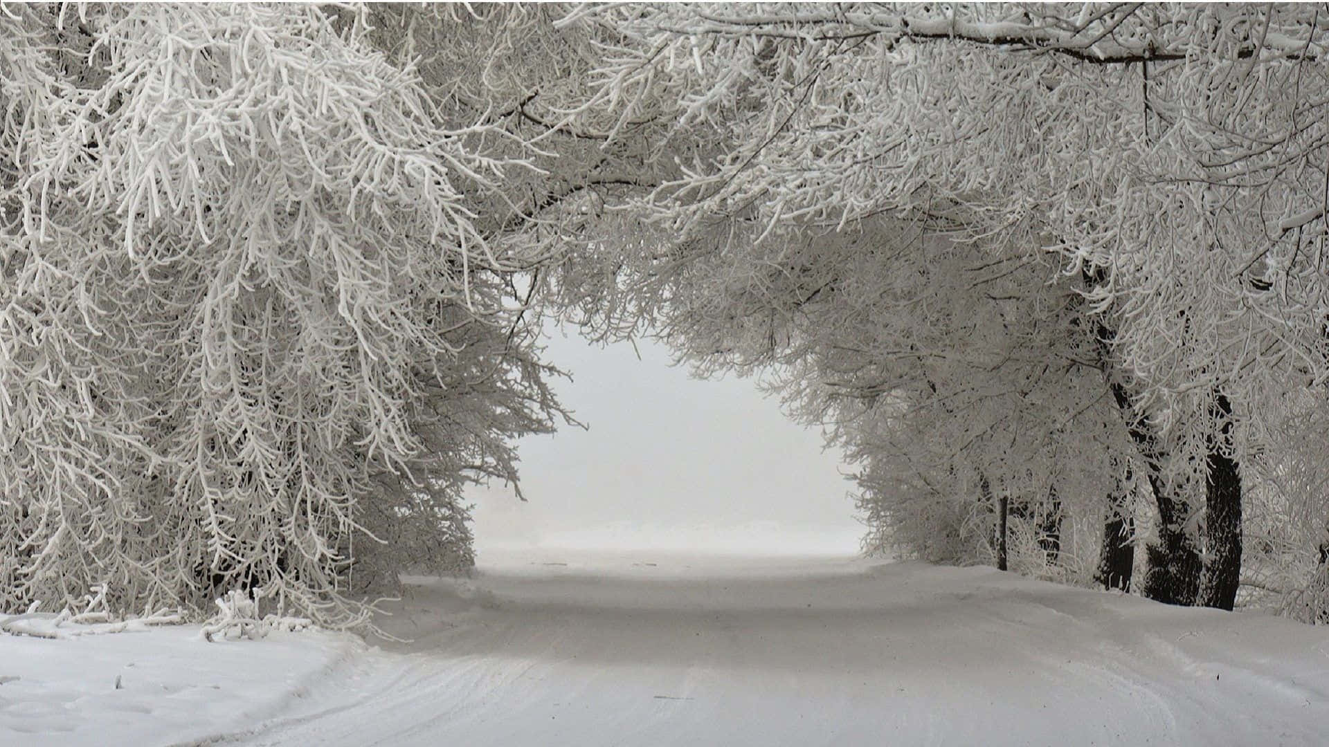 Winter Trees, snow-covered road, frosted trees, Full HD Desktop Wallpaper