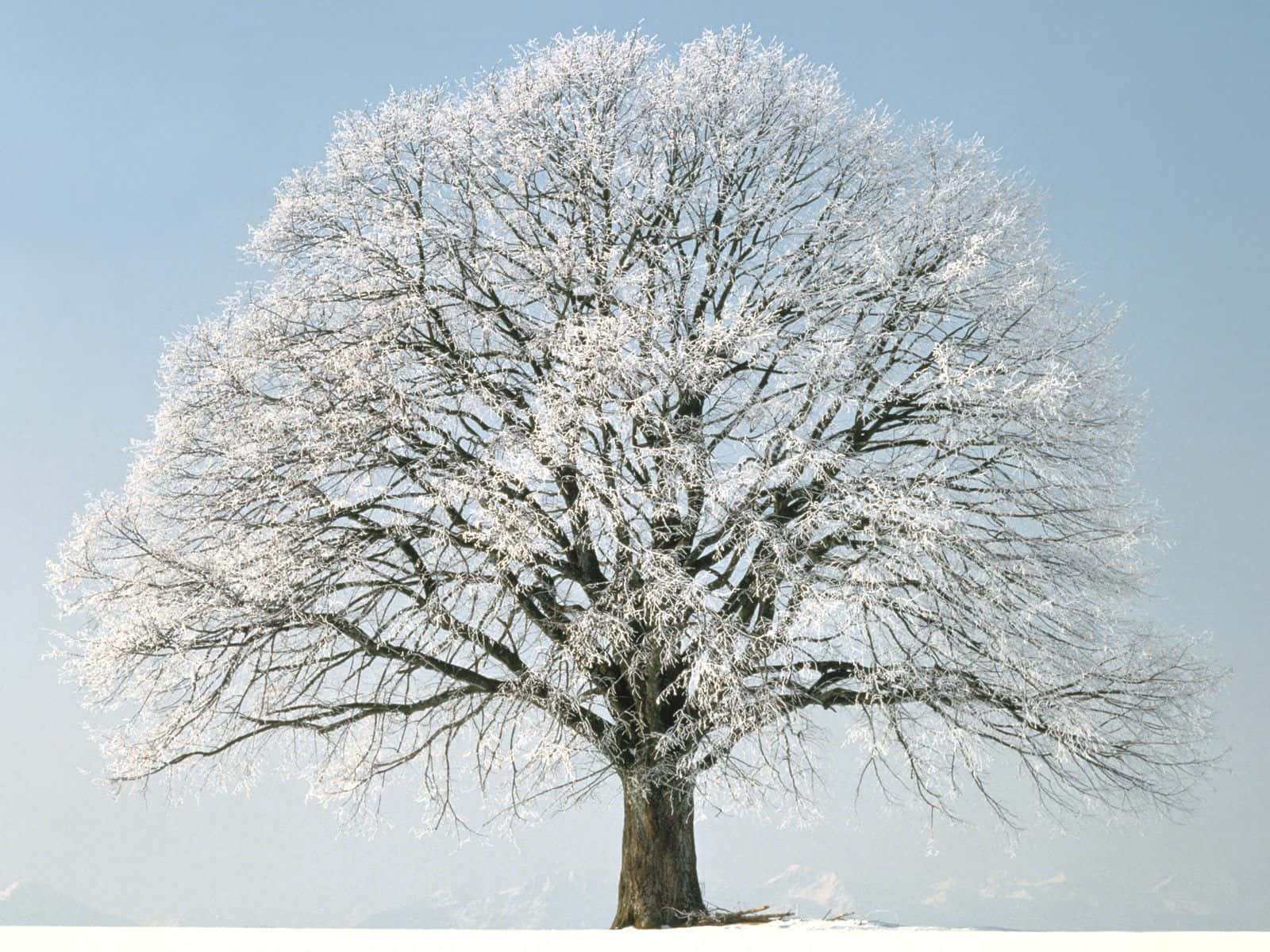 Winter Trees, snow-covered tree, pale blue winter sky, HD Desktop Wallpaper