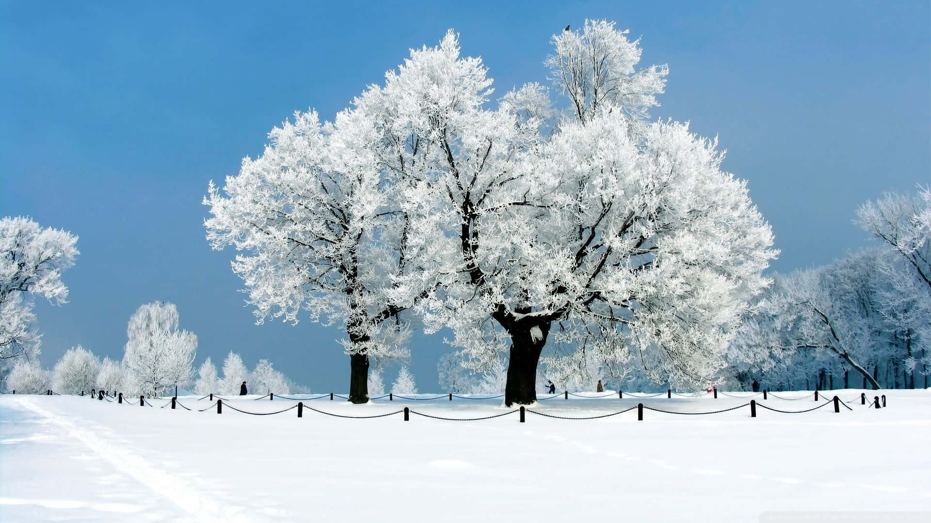 Winter Trees, 1920 x 1080, snow-covered tree, Full HD Desktop Wallpaper