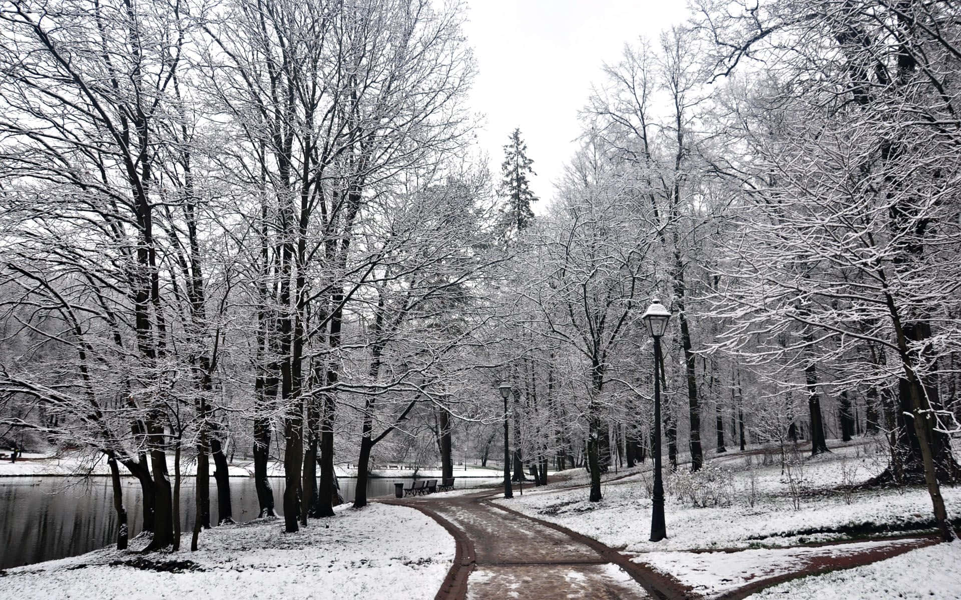 Winter Trees, snow-covered, bare trees, Full HD Desktop Wallpaper