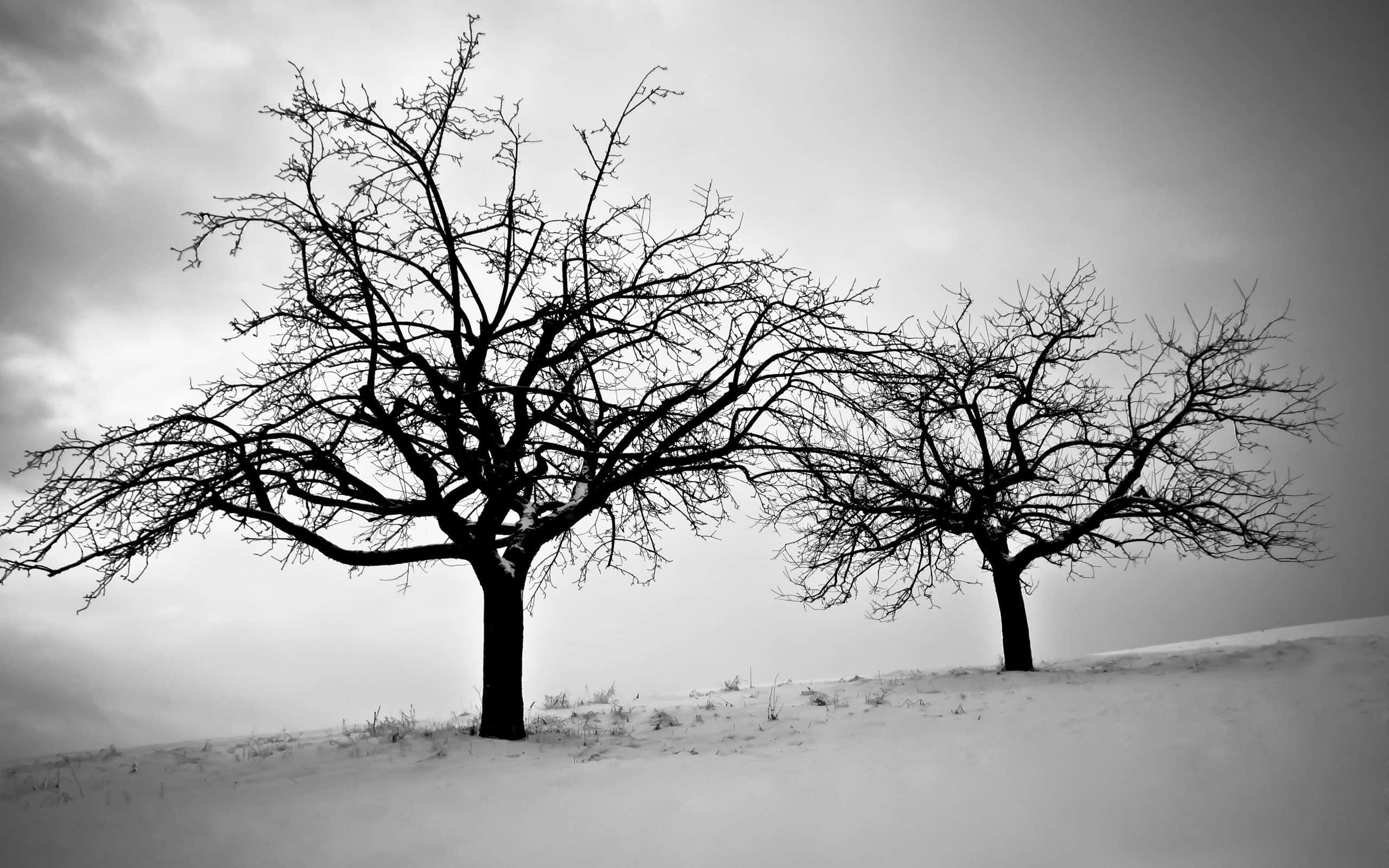 Winter Trees, snow-covered Winter Trees, cloudy sky, 2K Desktop Wallpaper