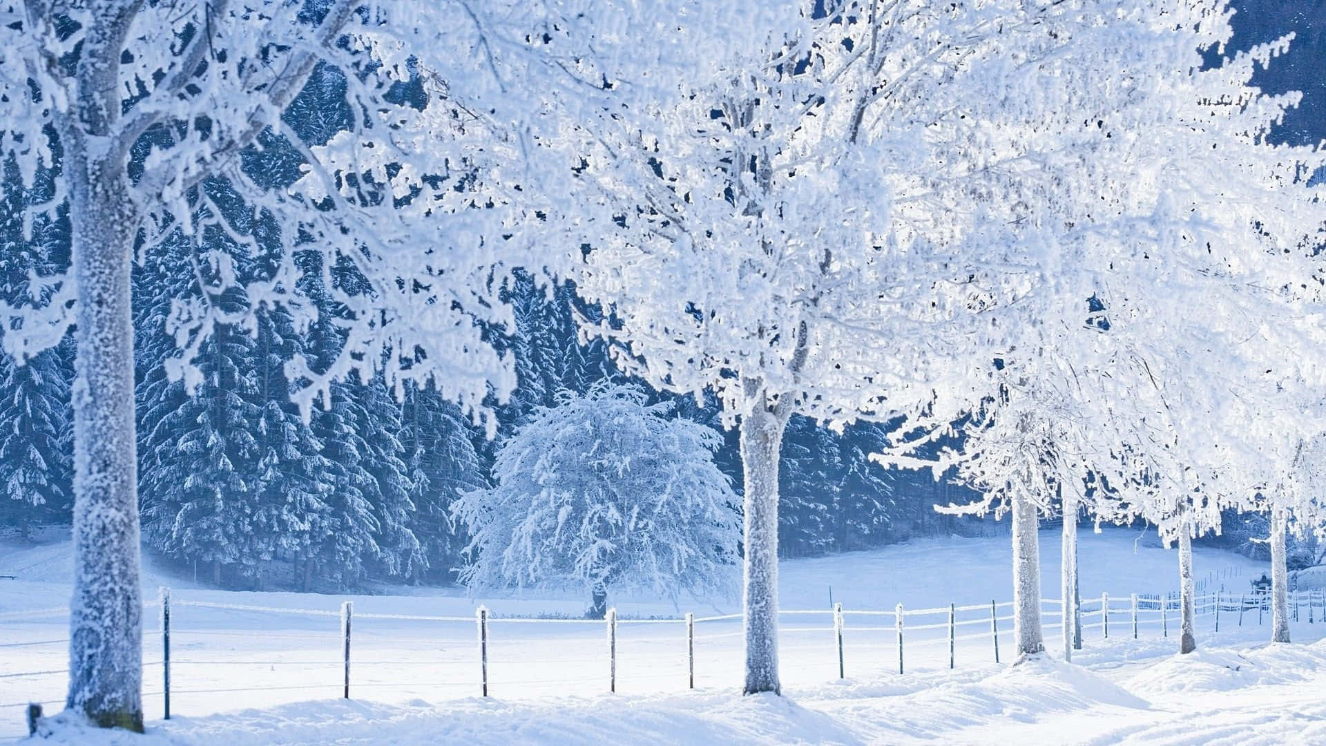 Winter Trees, snow-covered trees, frost-covered trees, Full HD Desktop Wallpaper
