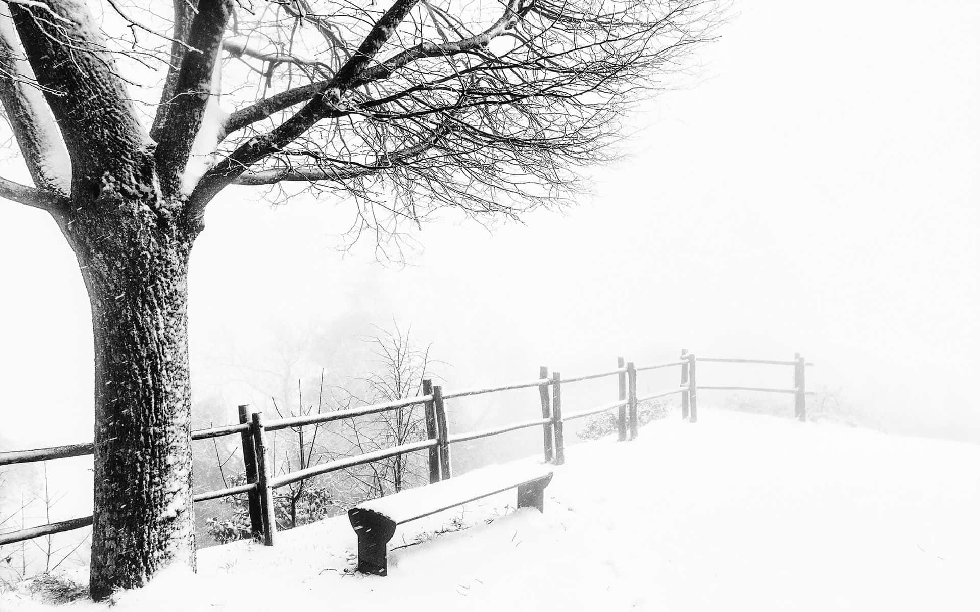 Winter Trees, snow-covered bench, bare tree, Full HD Desktop Wallpaper