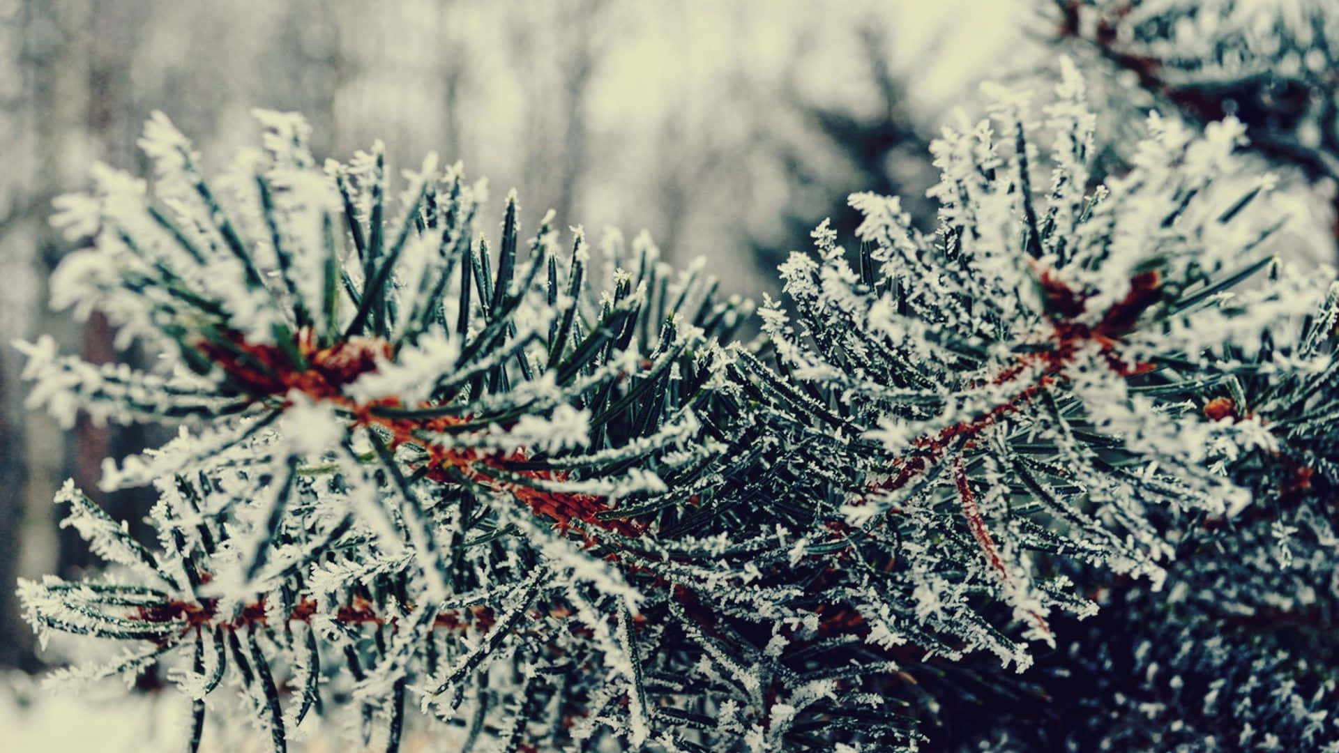 Winter Trees, pine needles, red stems, Full HD Desktop Wallpaper