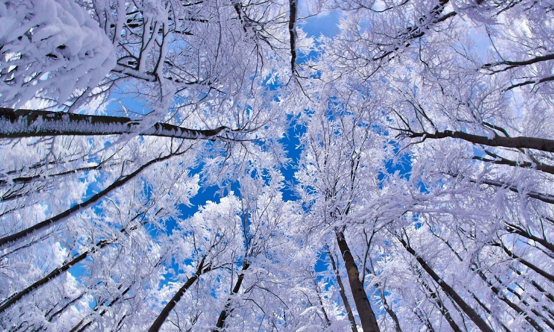 Winter Trees, 1920 x 1152, vibrant blue sky, Full HD Desktop Wallpaper