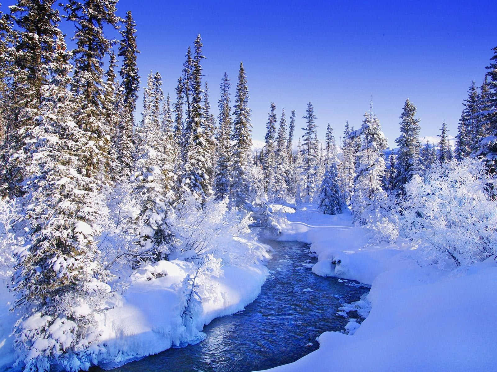 Winter Trees, vibrant blue river, snow-covered trees, HD Desktop Wallpaper