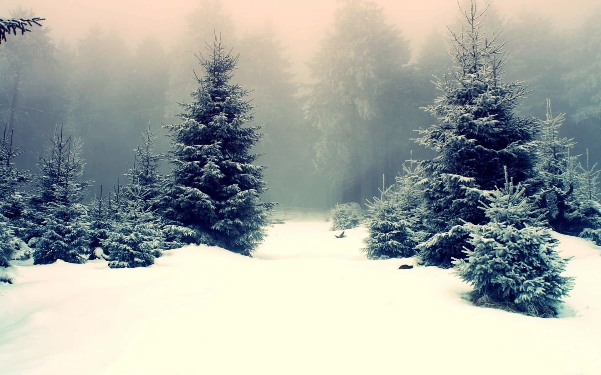 Winter Trees, snow-covered landscape, misty winter forest, Full HD Desktop Wallpaper